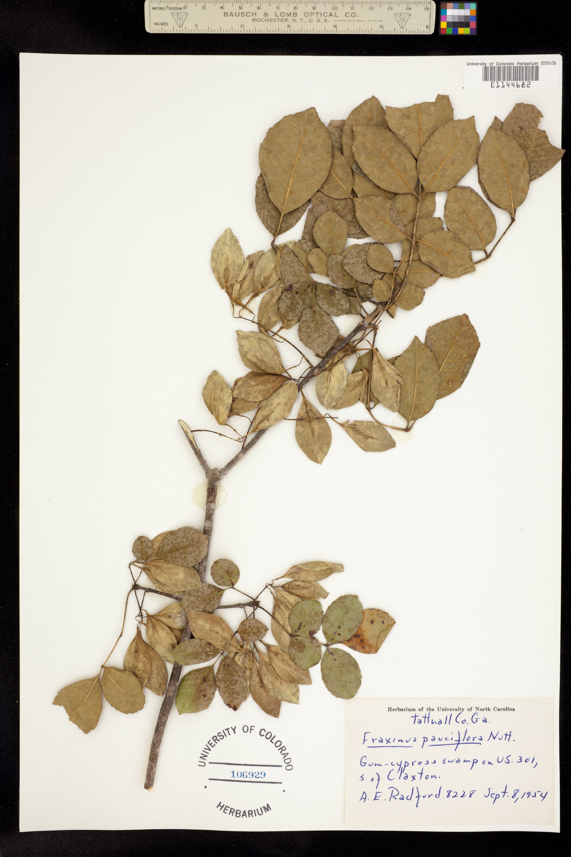 Fraxinus caroliniana image