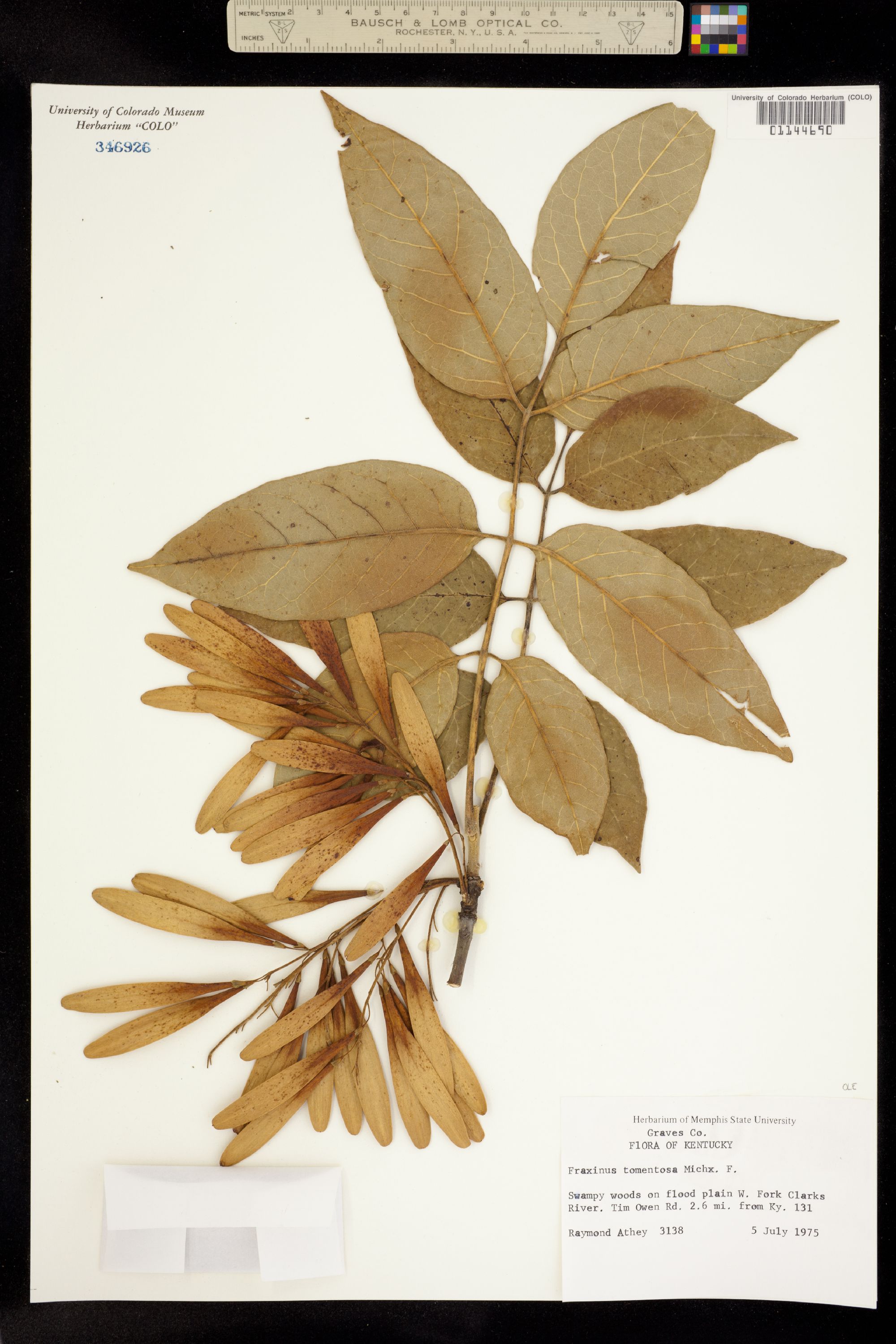 Fraxinus profunda image