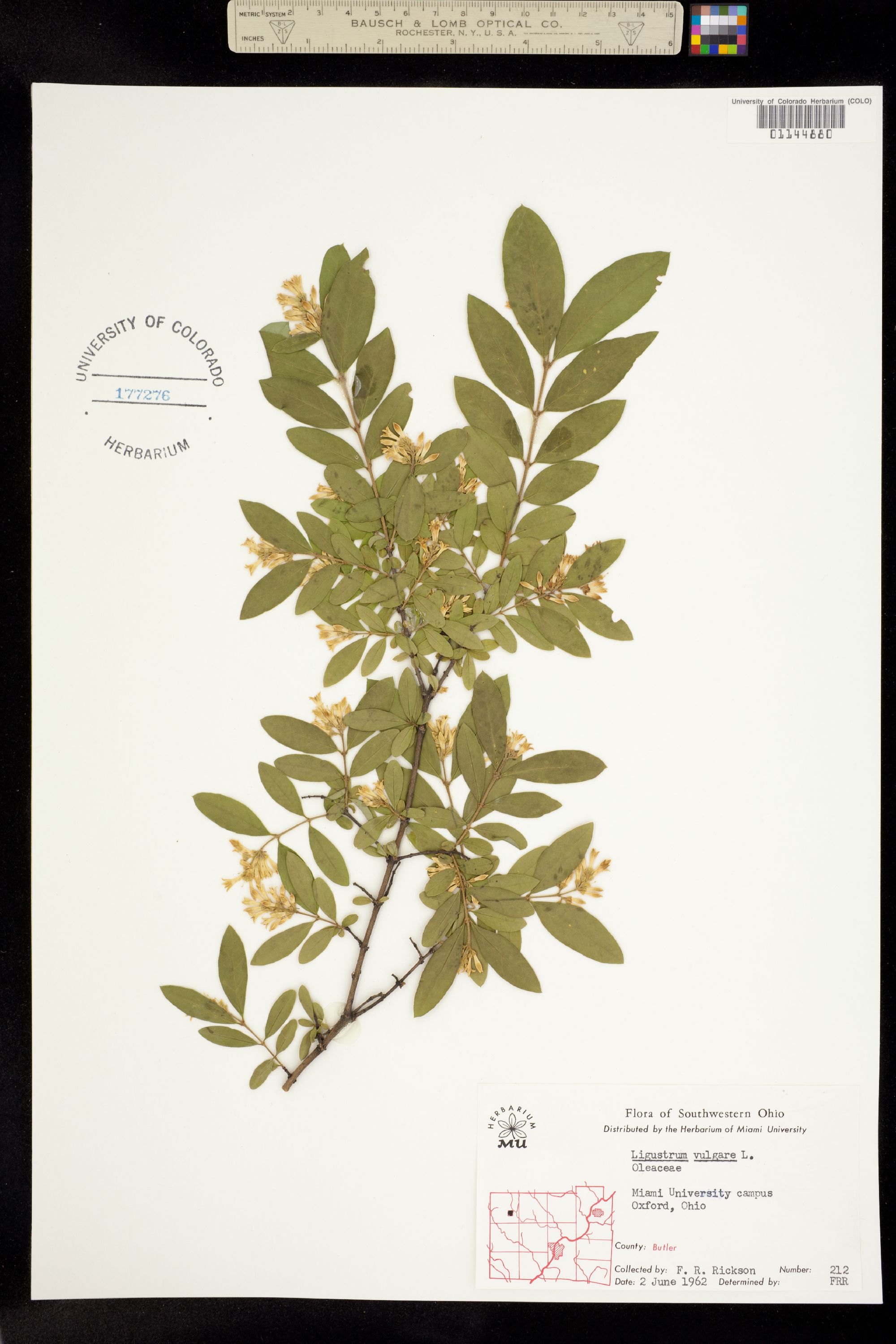 Ligustrum vulgare image