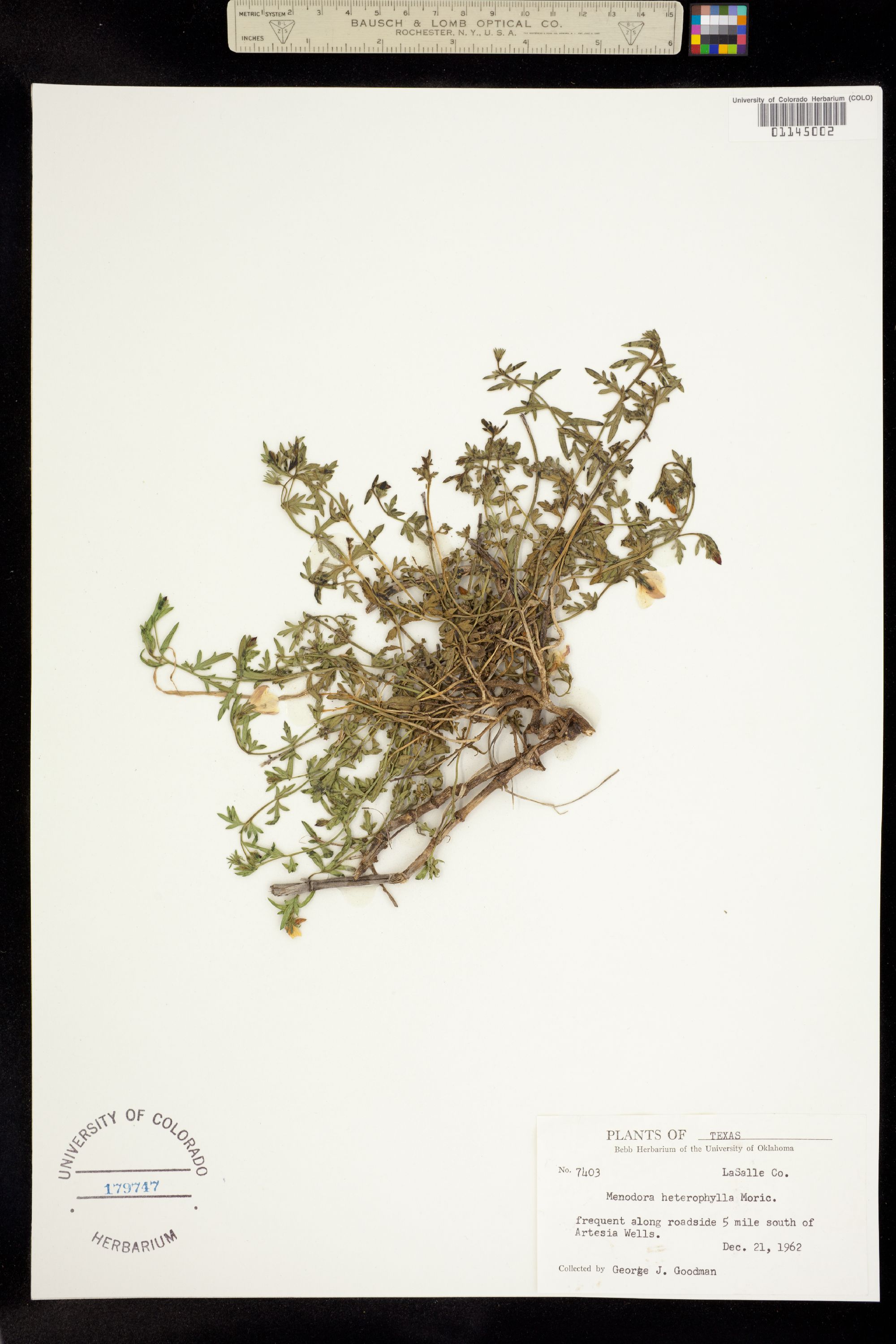 Menodora heterophylla image