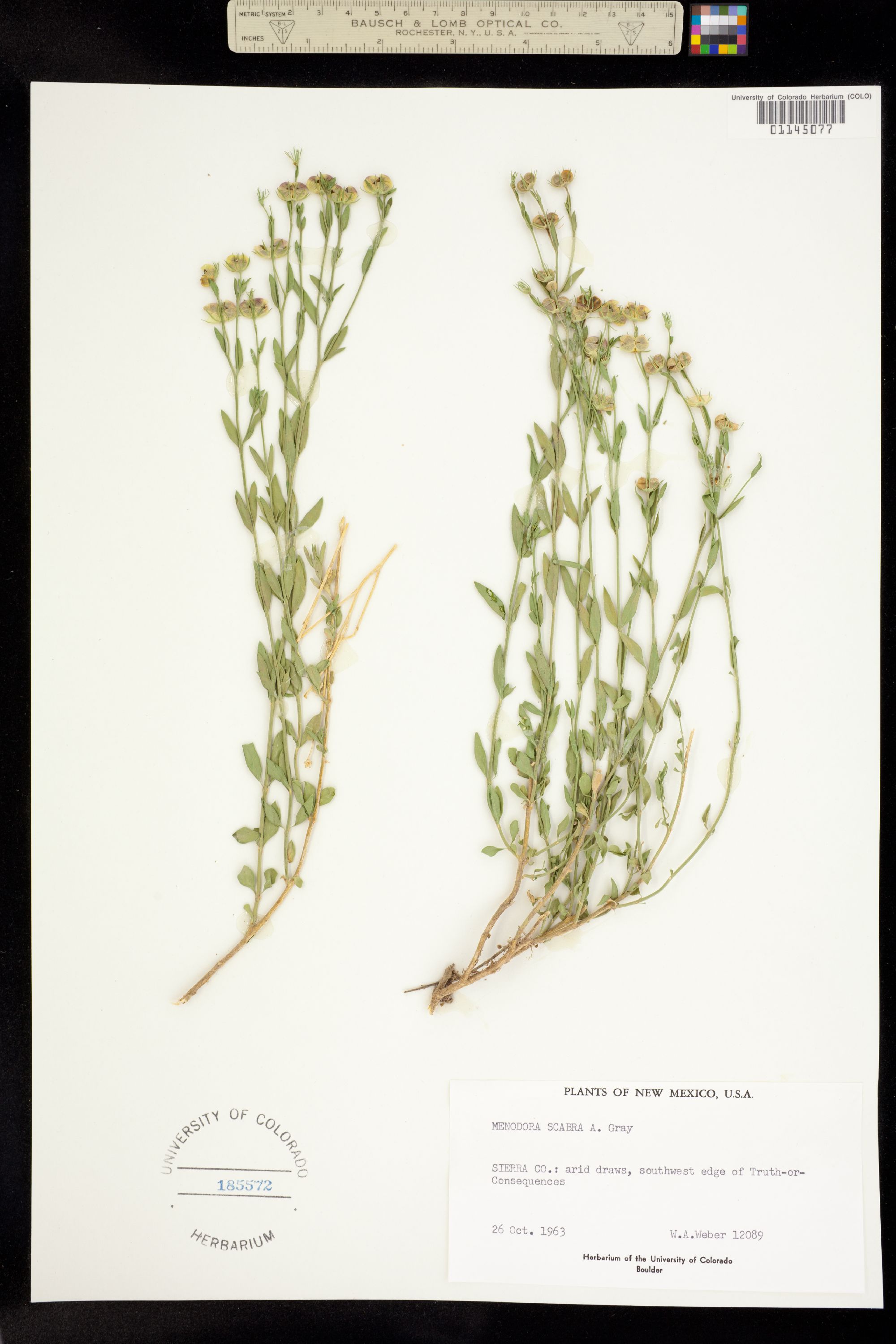 Menodora scabra image