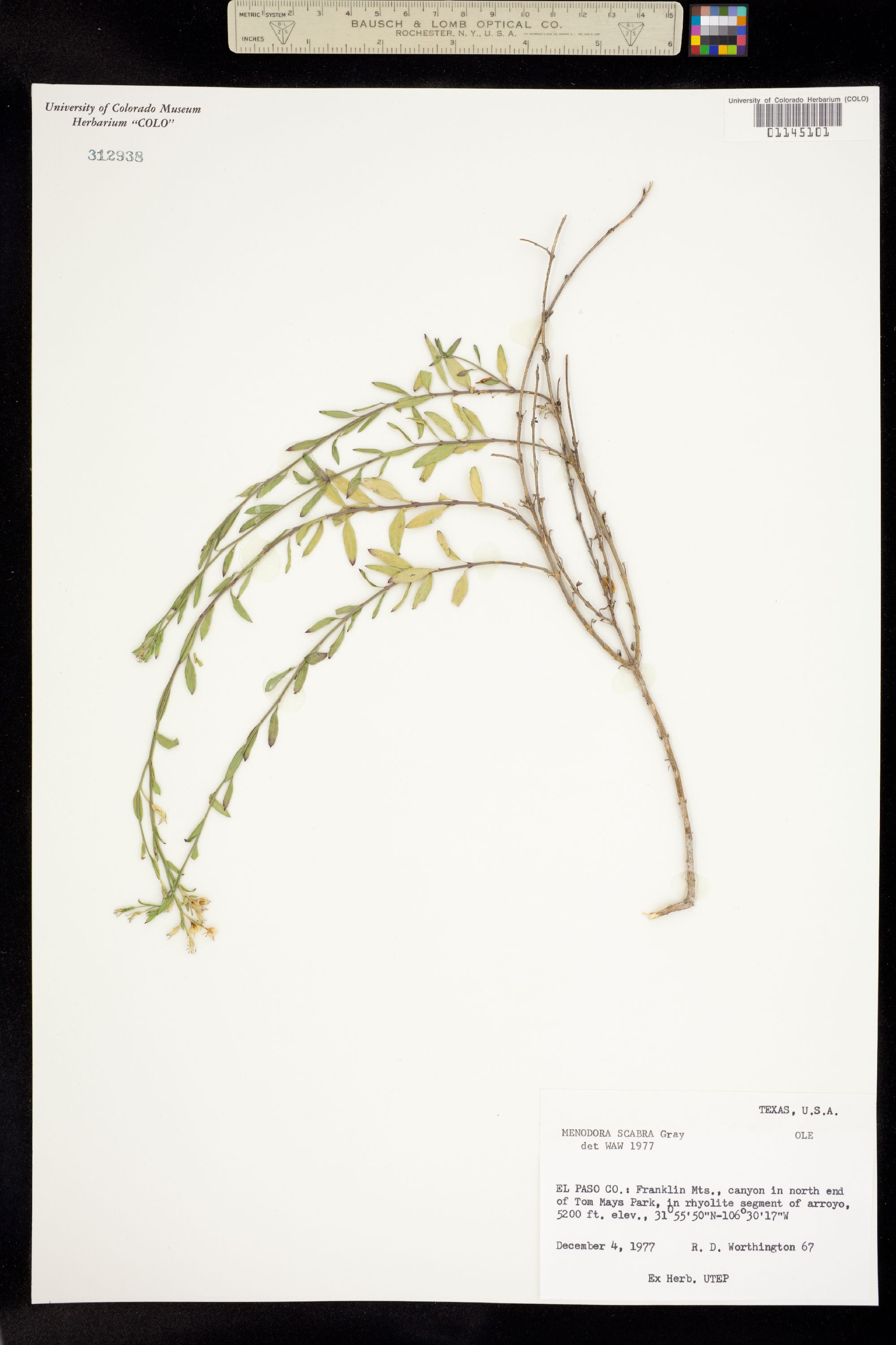 Menodora scabra image