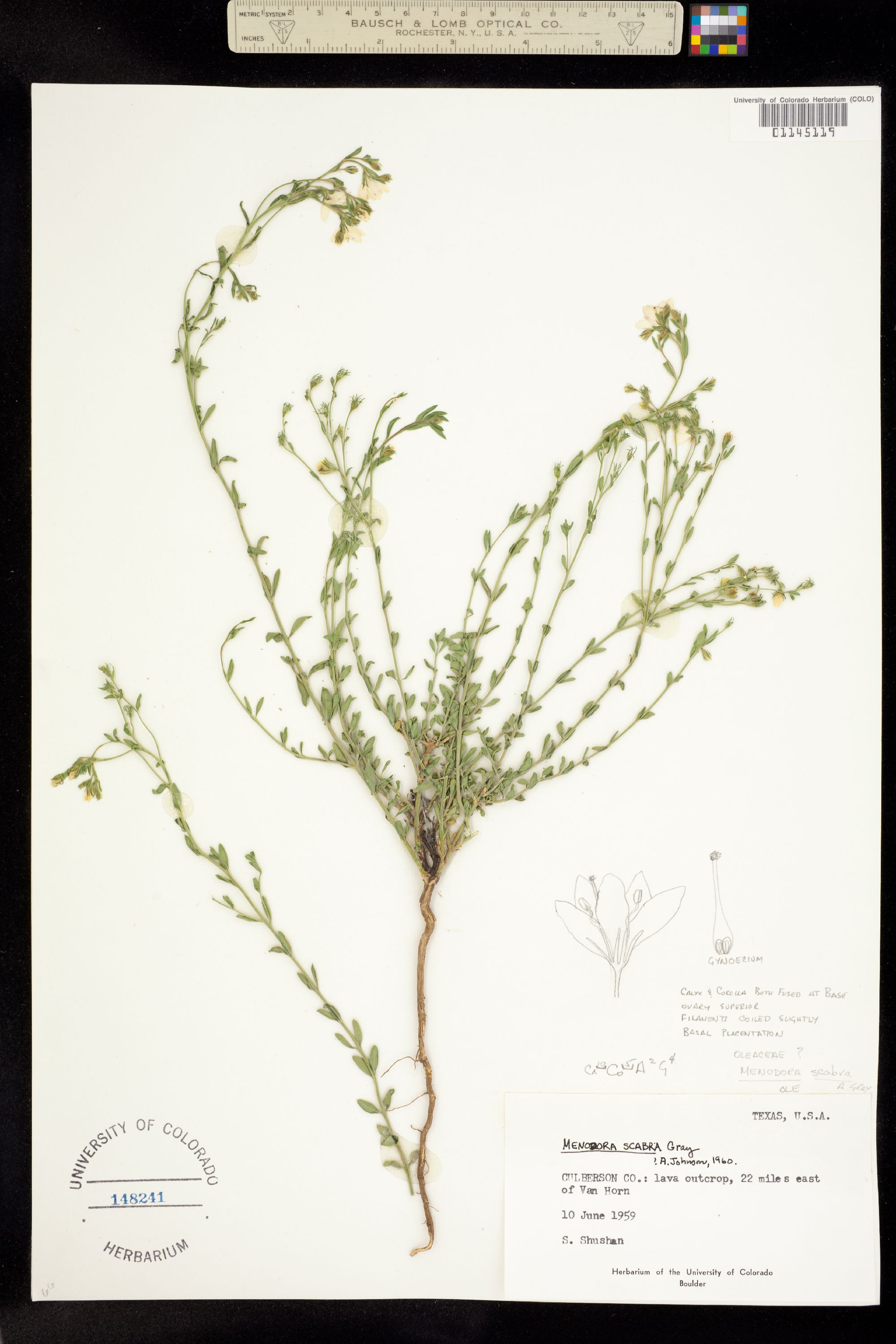 Menodora scabra image