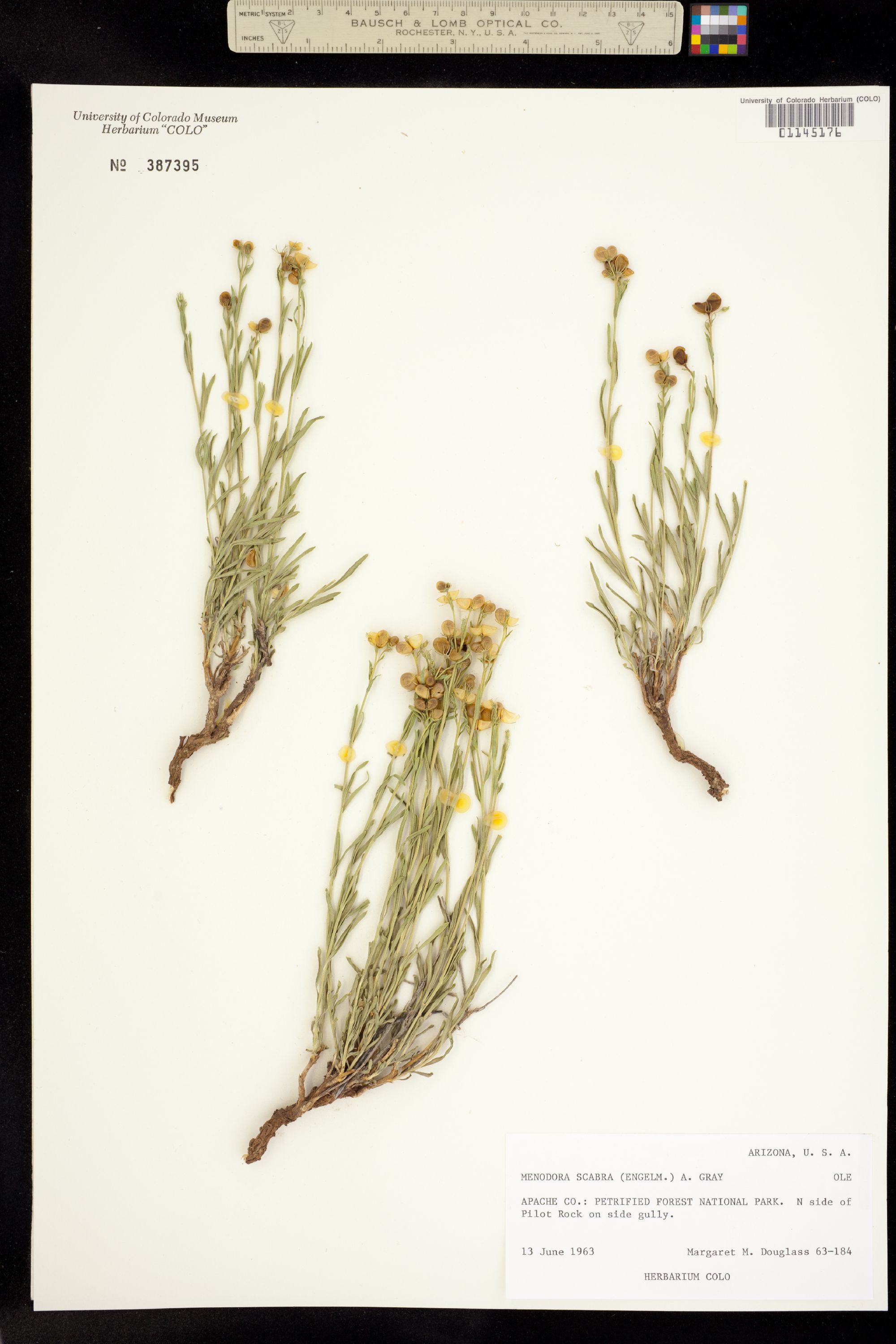 Menodora scabra image