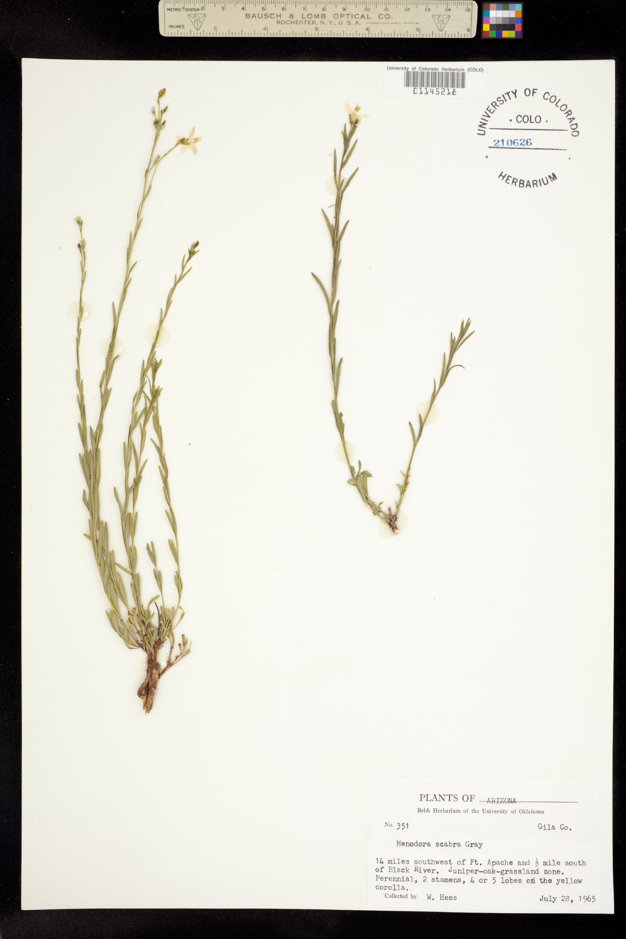 Menodora scabra image