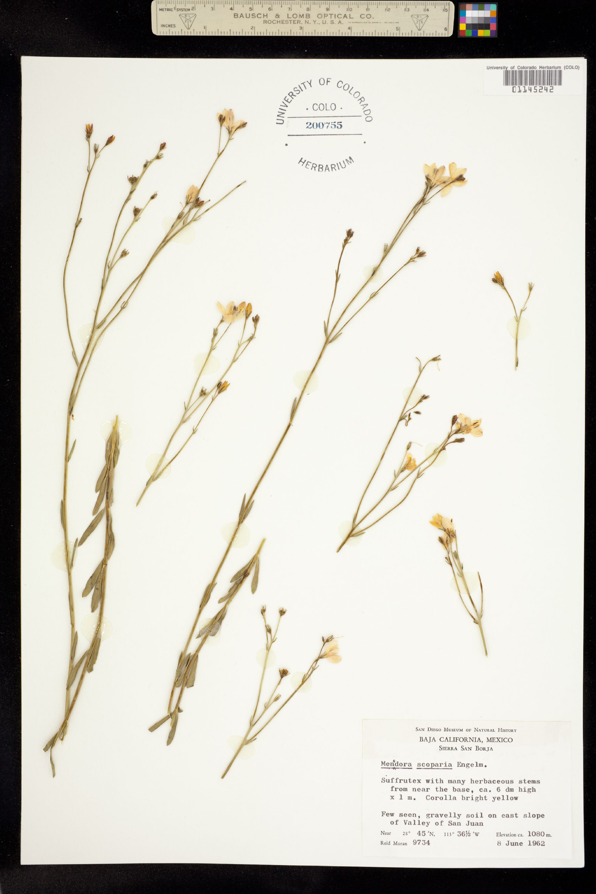 Menodora scabra image