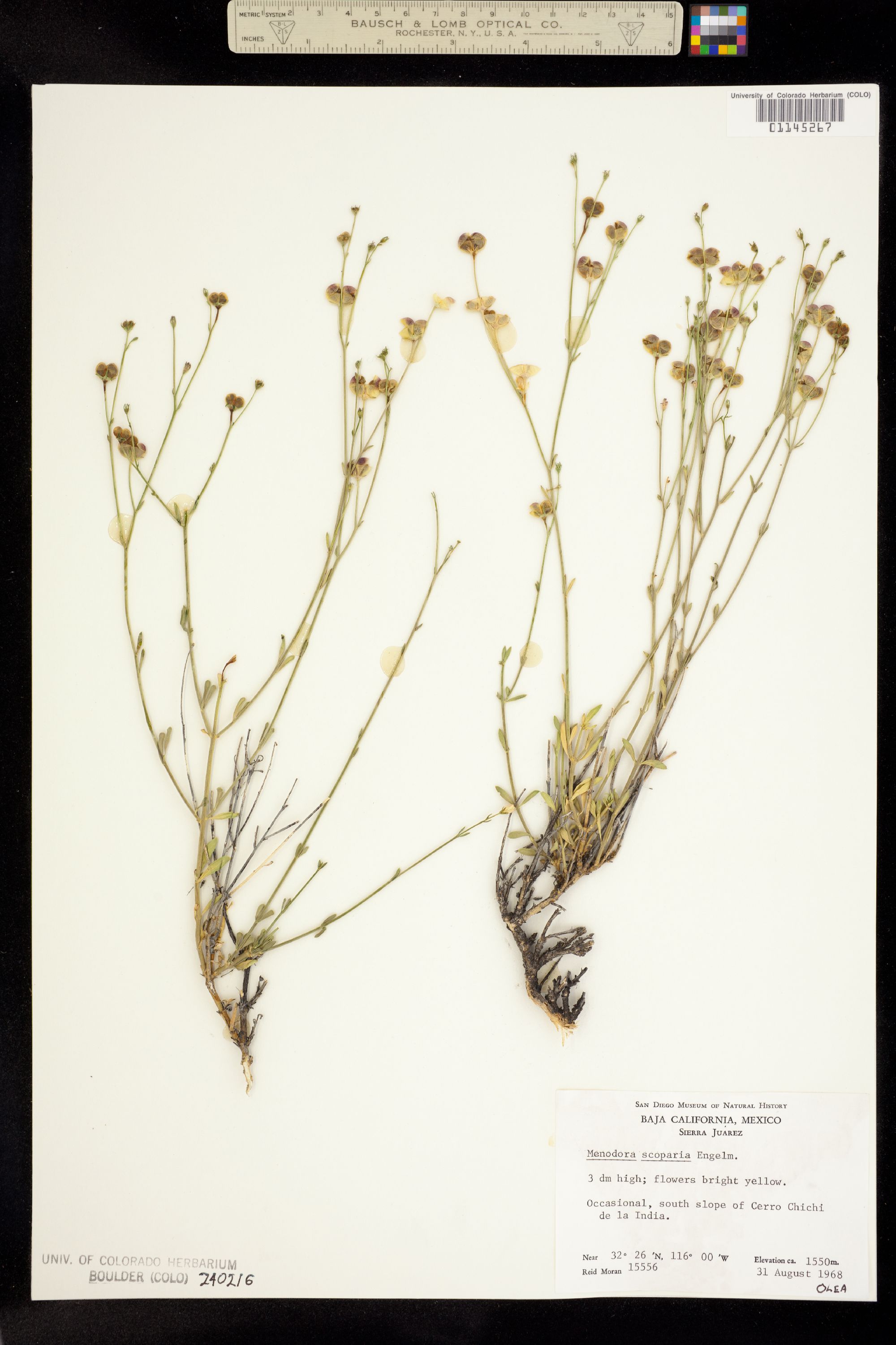 Menodora scabra image