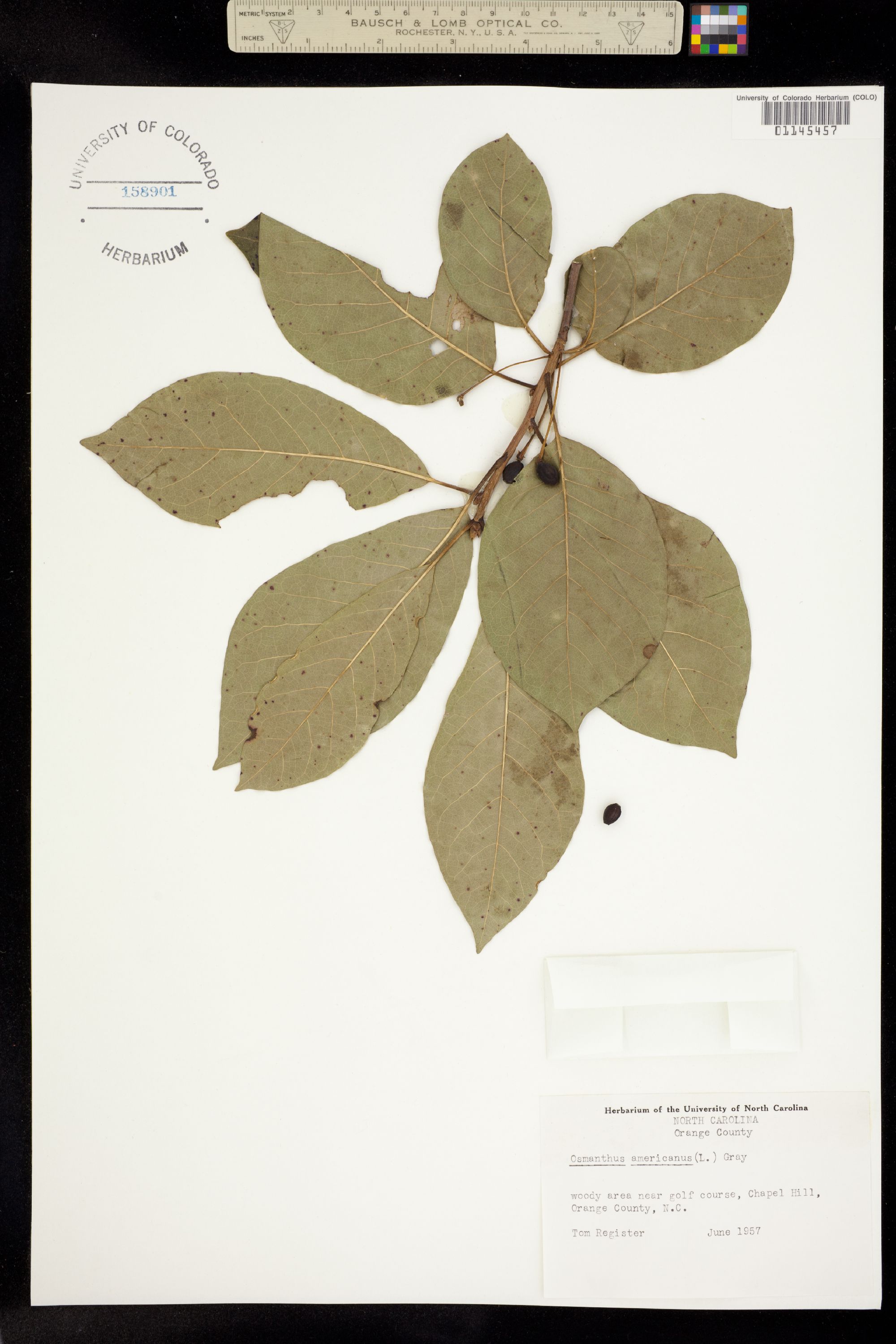 Osmanthus americanus image