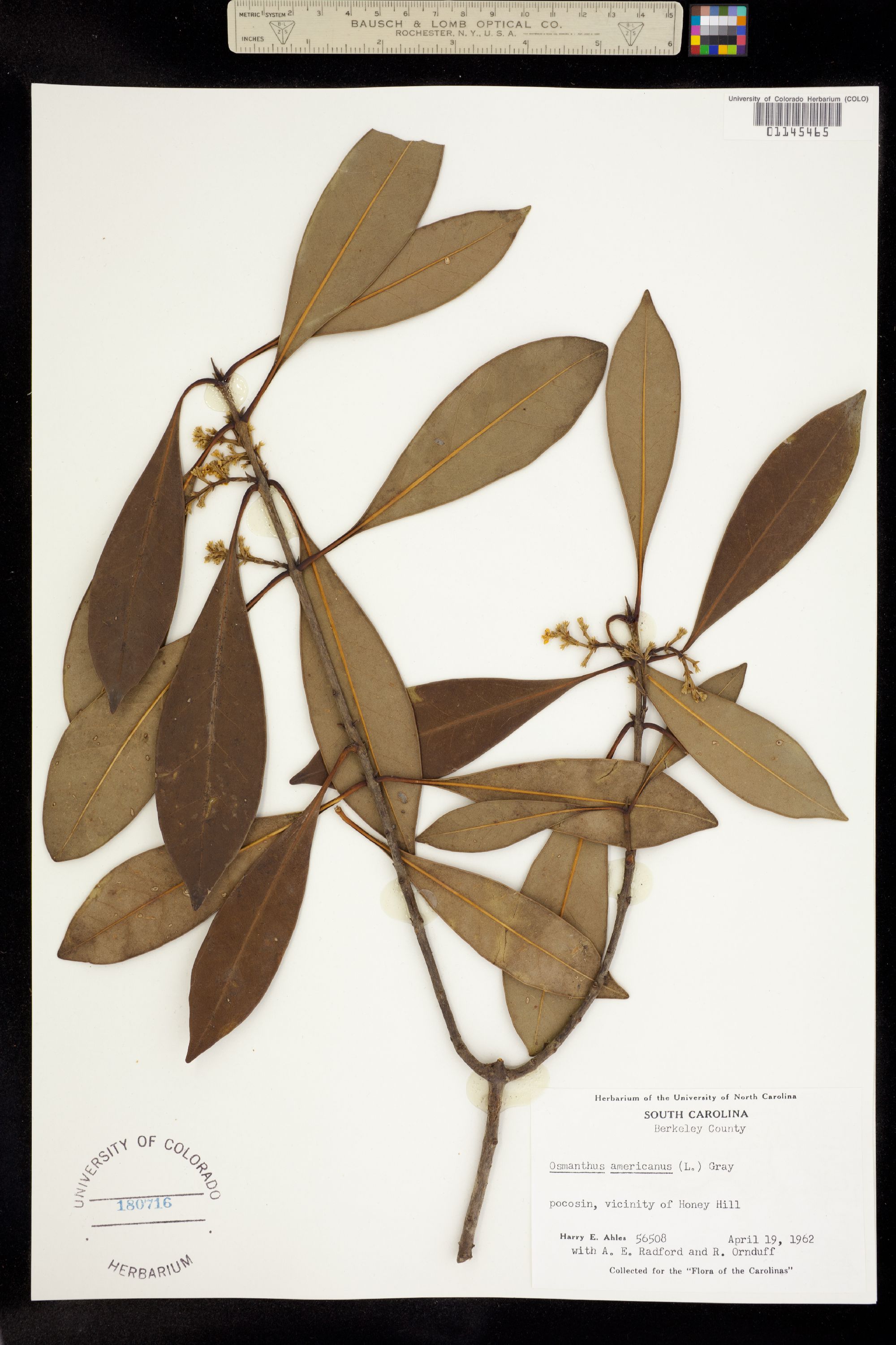 Osmanthus americanus image
