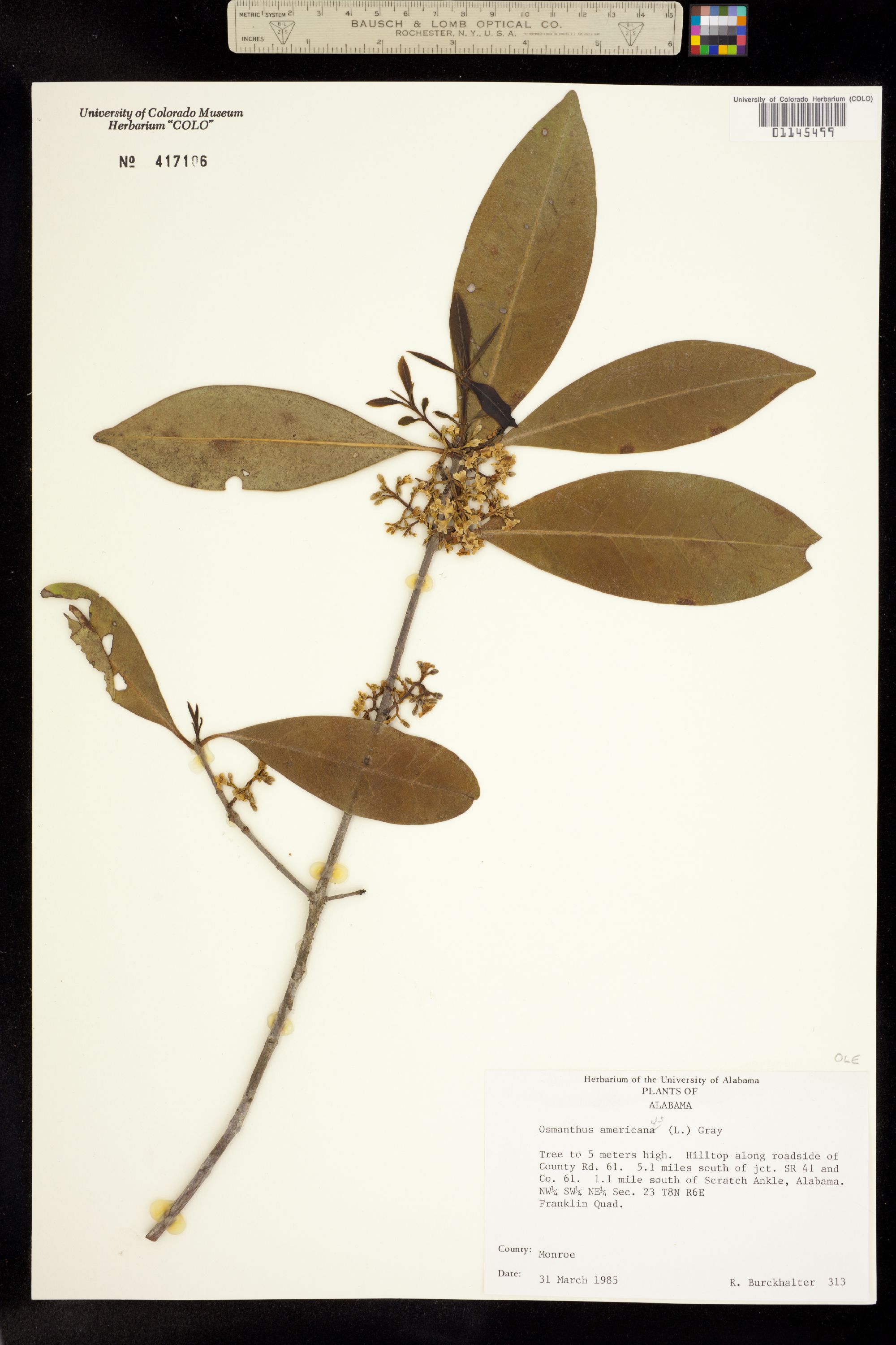 Osmanthus americanus image