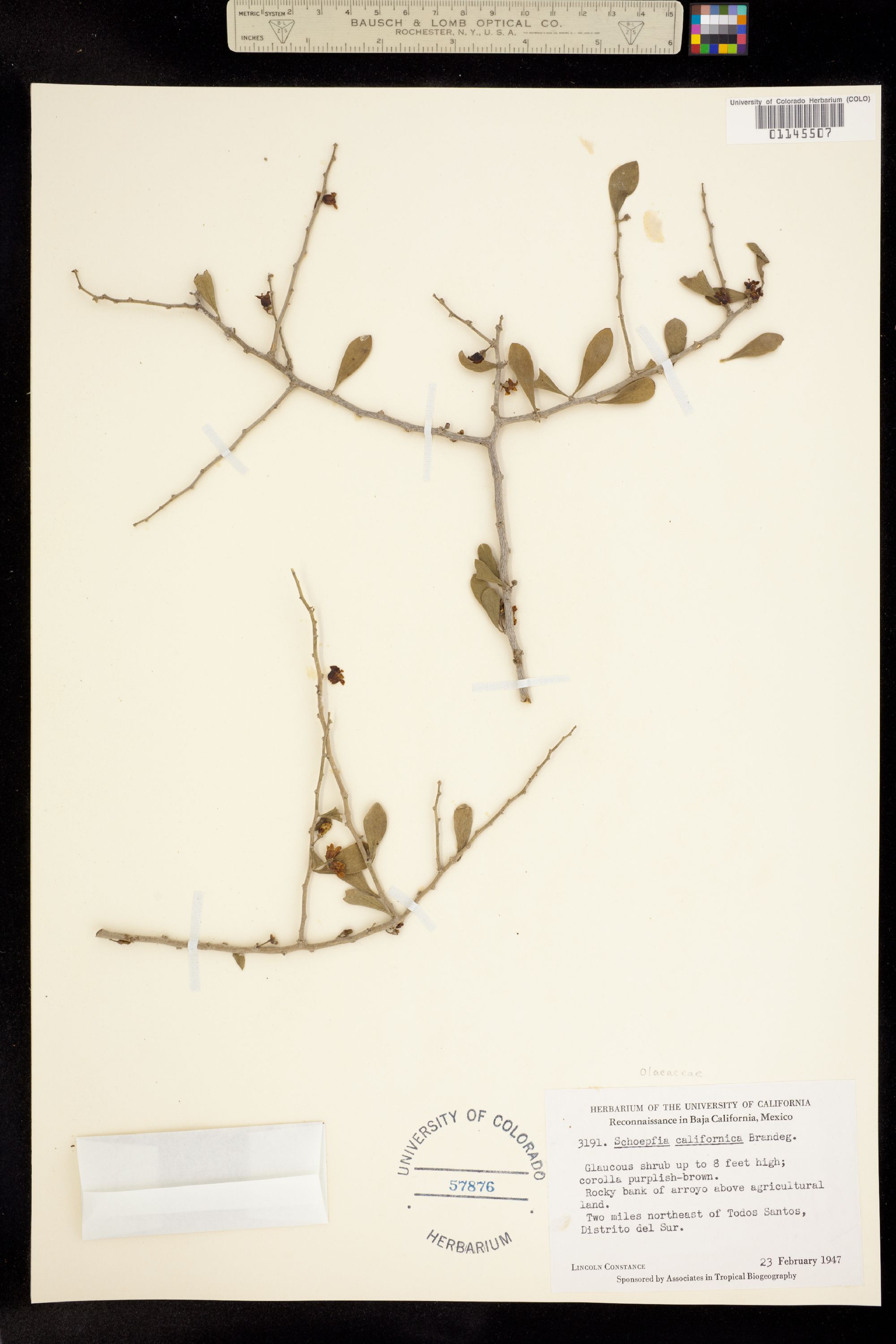 Schoepfiaceae image