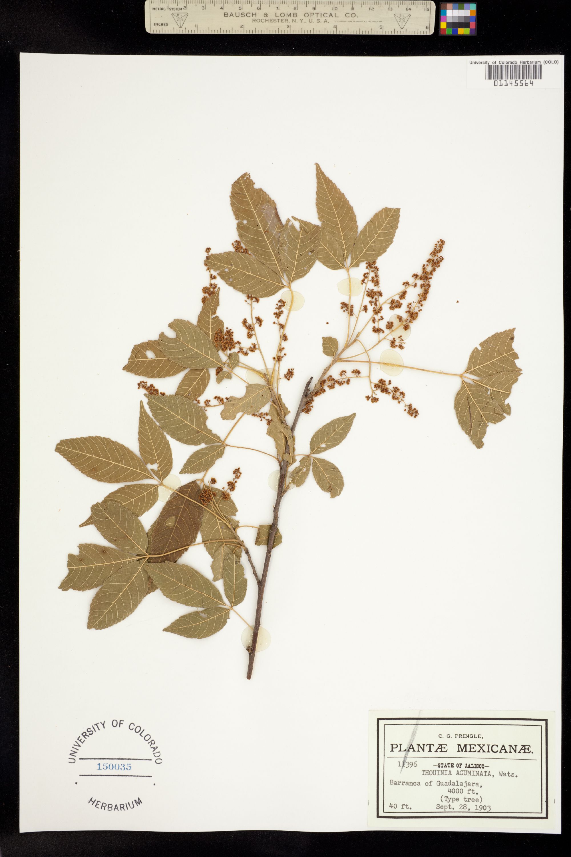 Thouinia image