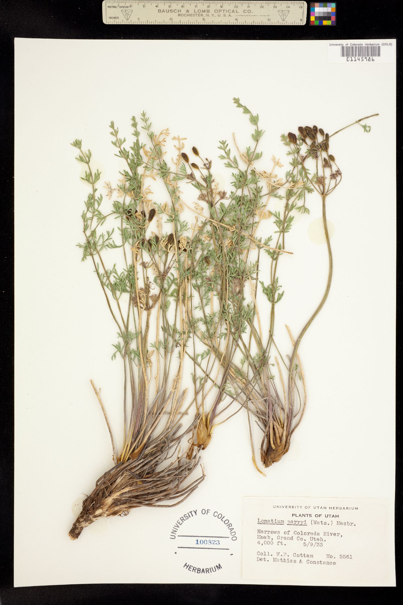 Lomatium parryi image