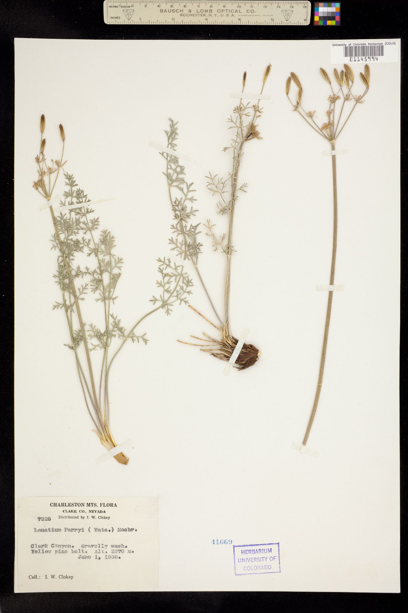 Lomatium parryi image