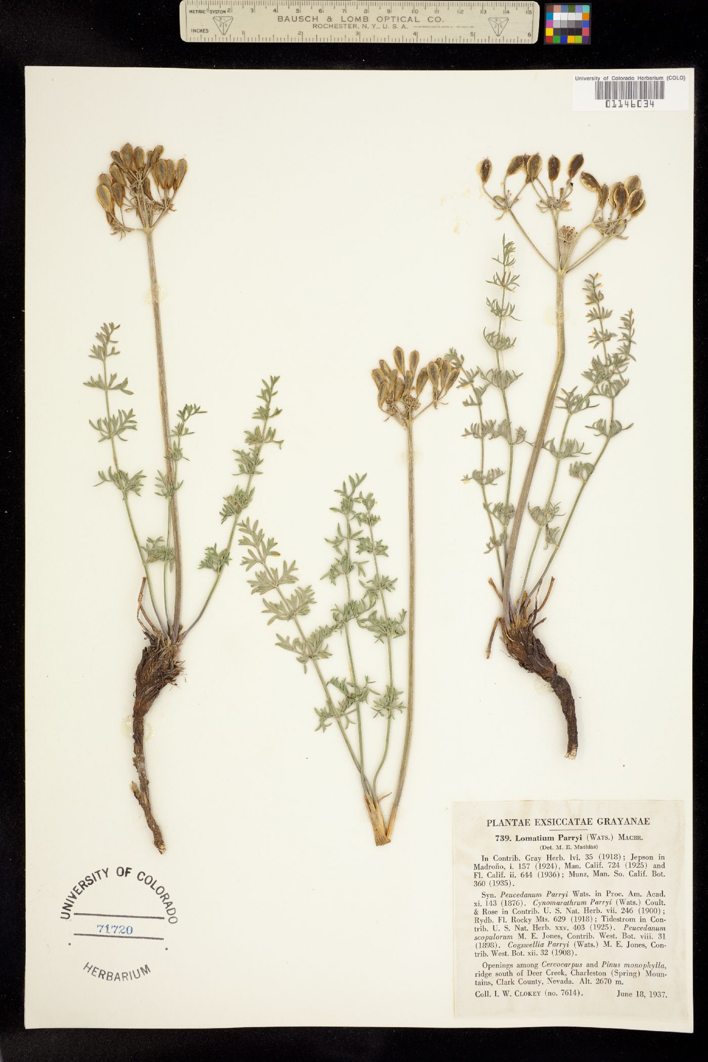 Lomatium parryi image