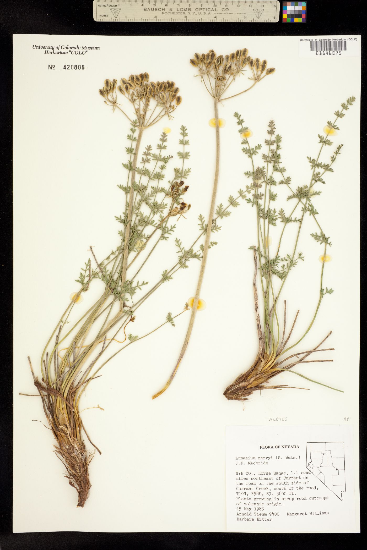 Lomatium parryi image