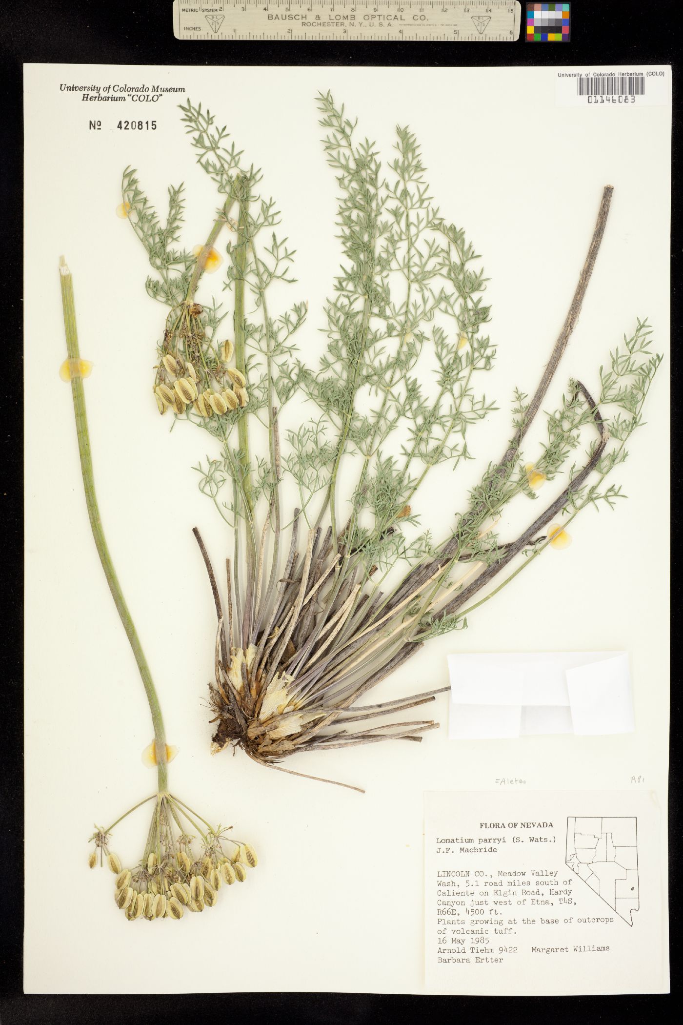 Lomatium parryi image