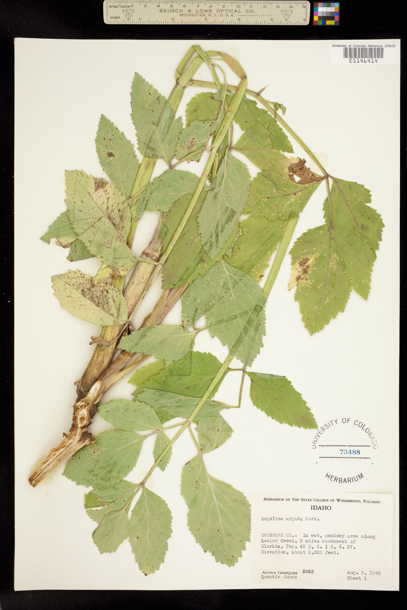 Angelica arguta image