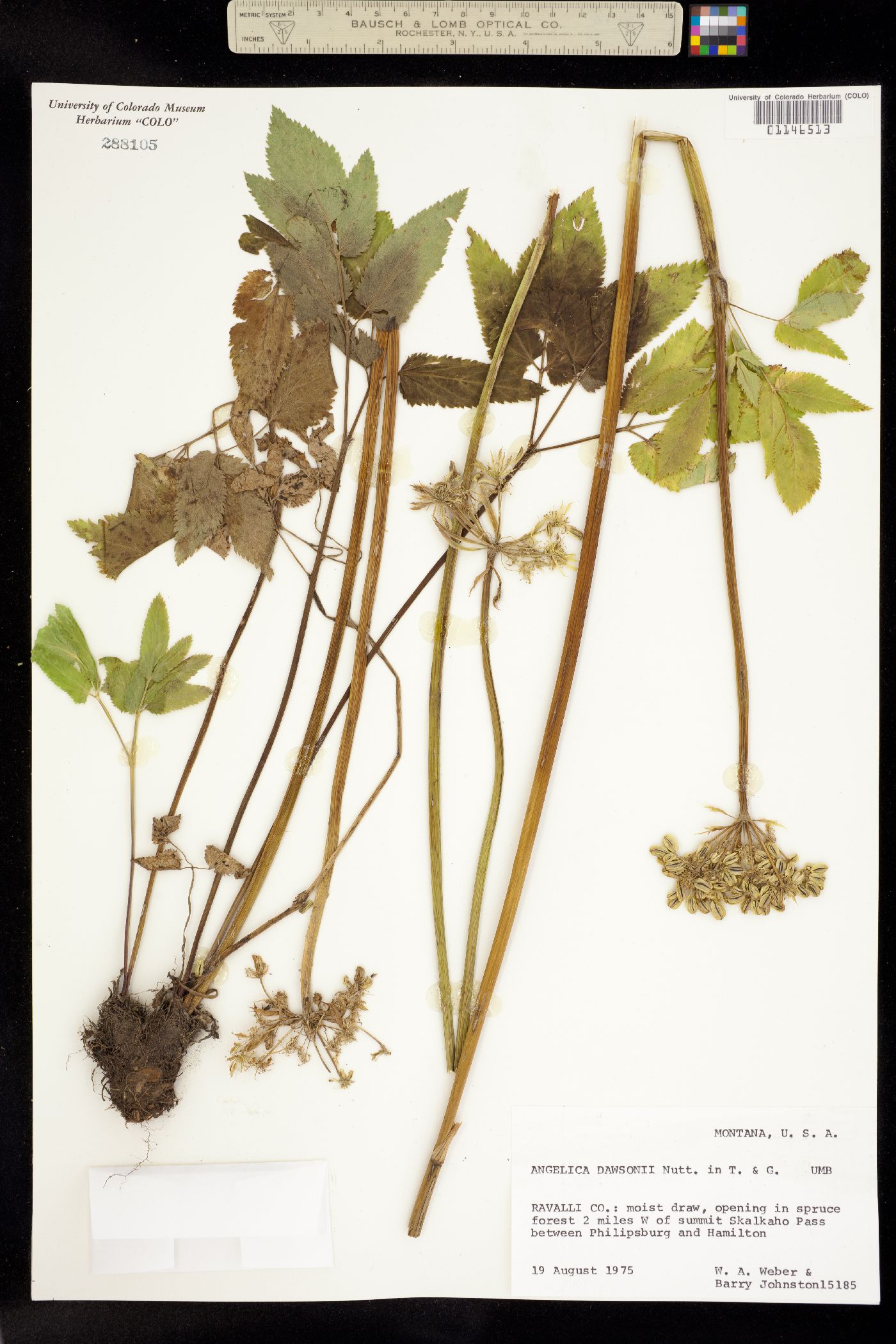 Angelica dawsonii image