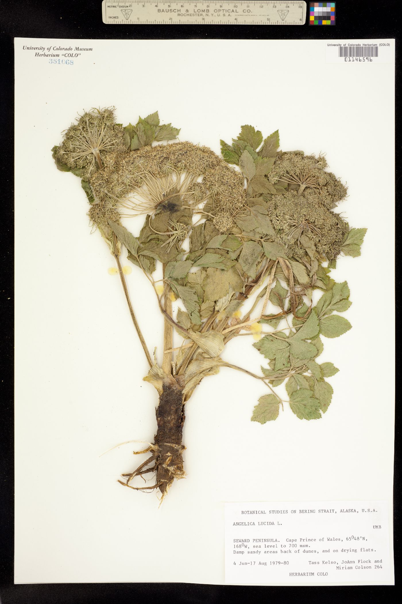 Angelica lucida image