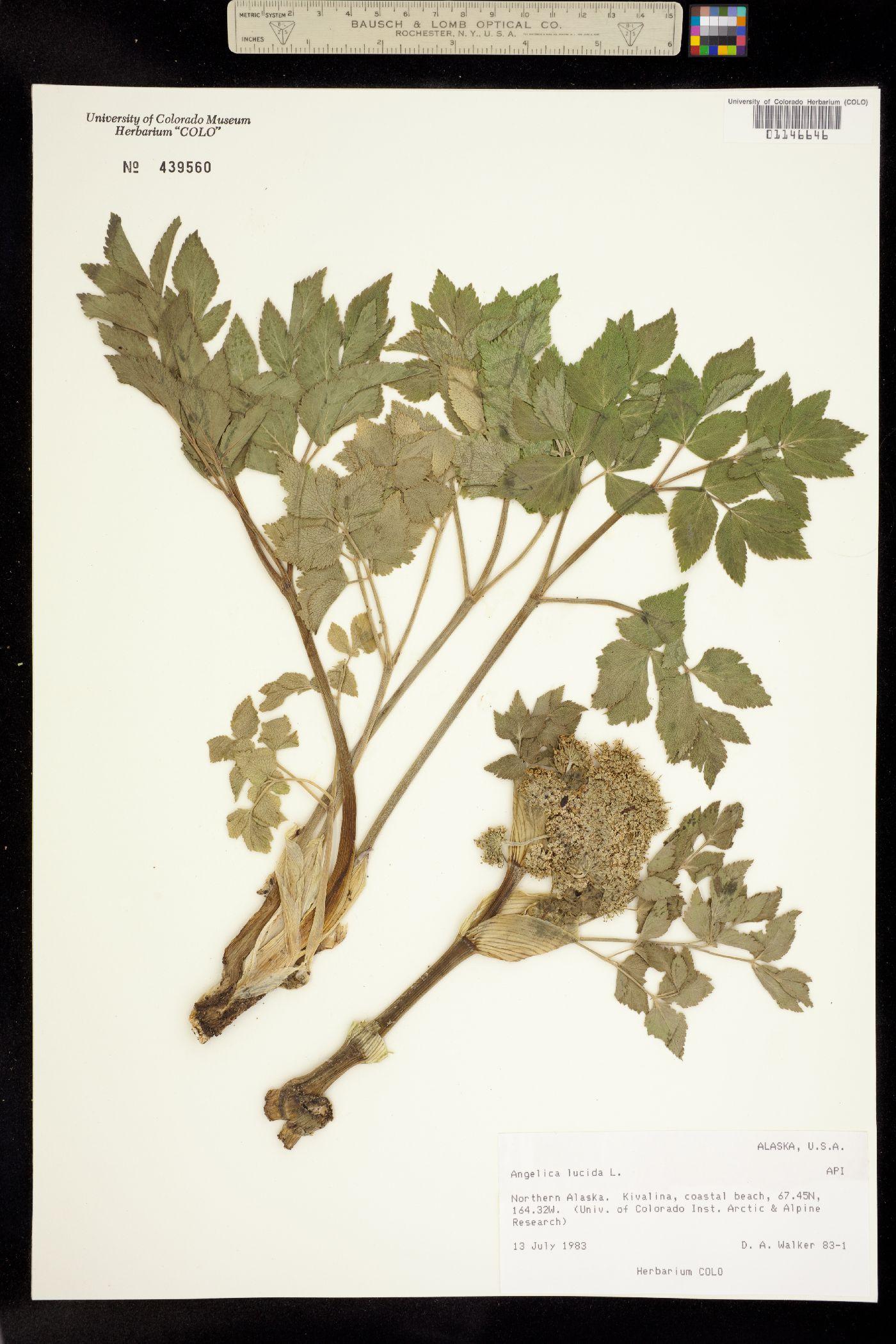 Angelica lucida image