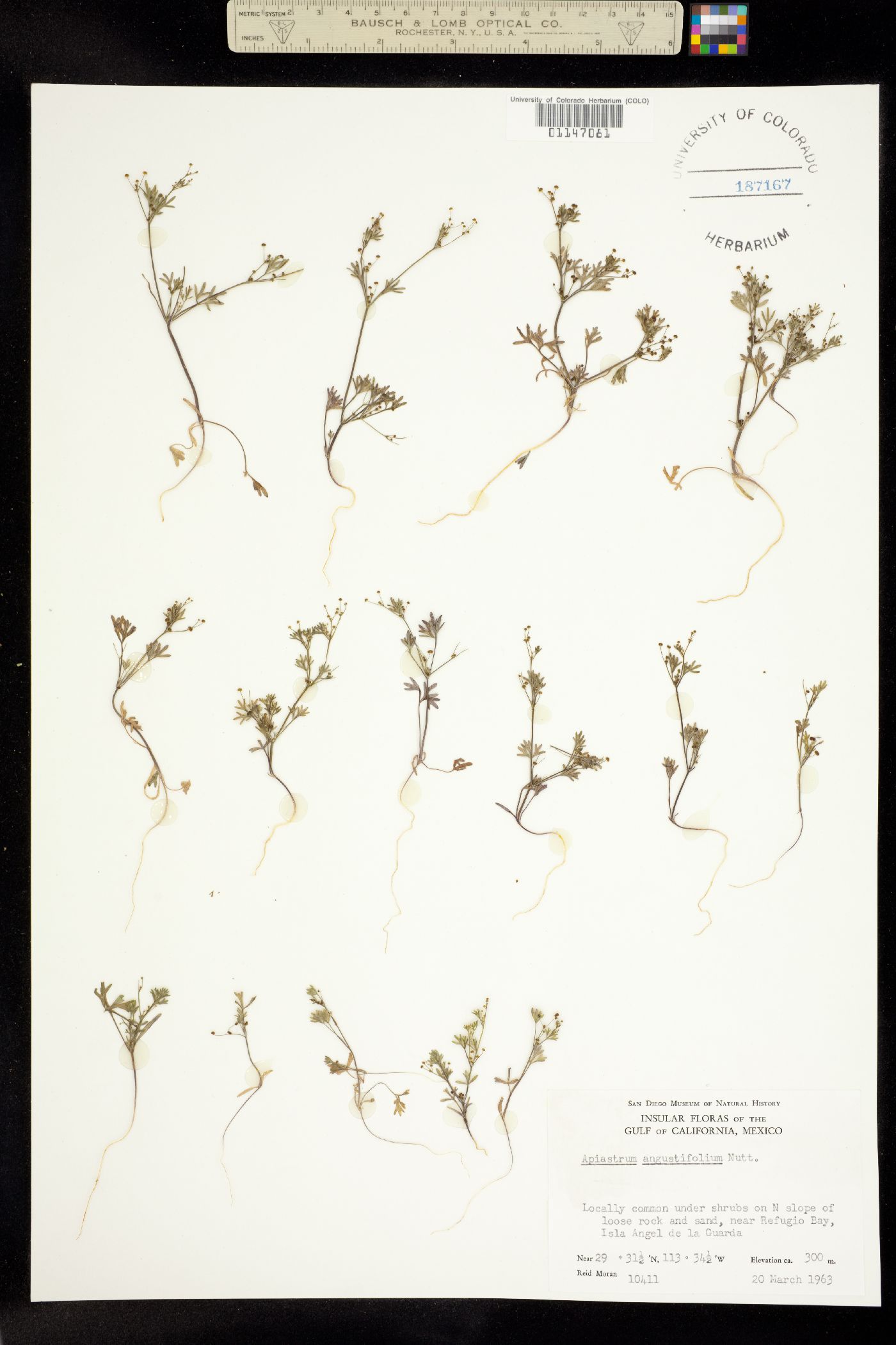 Apiastrum angustifolium image