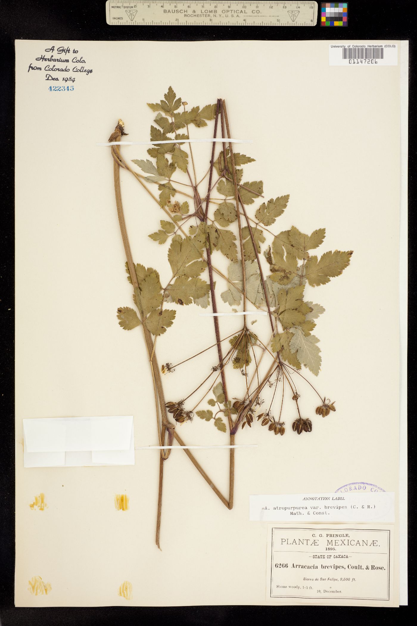 Arracacia atropurpurea image