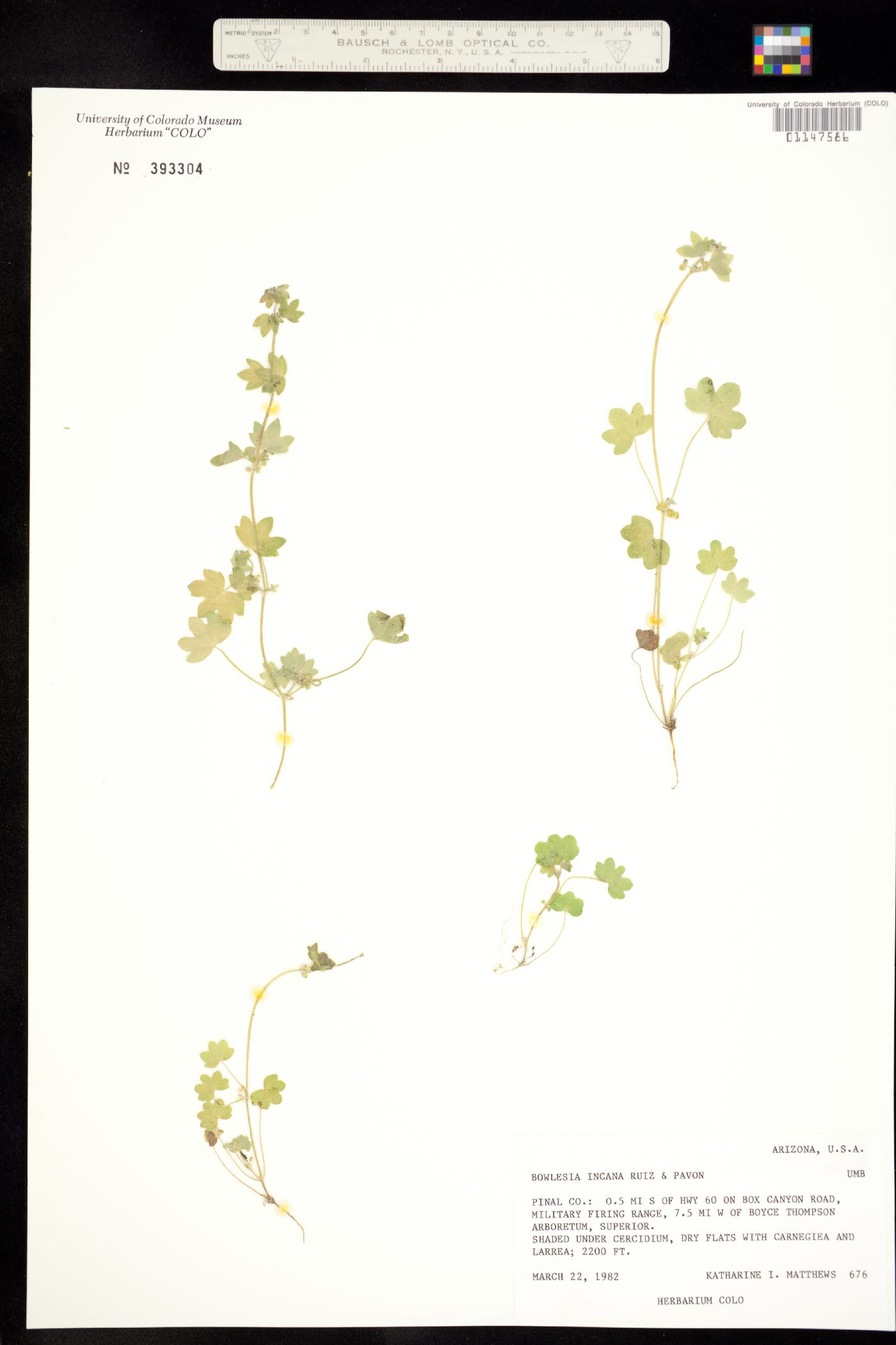 Bowlesia incana image