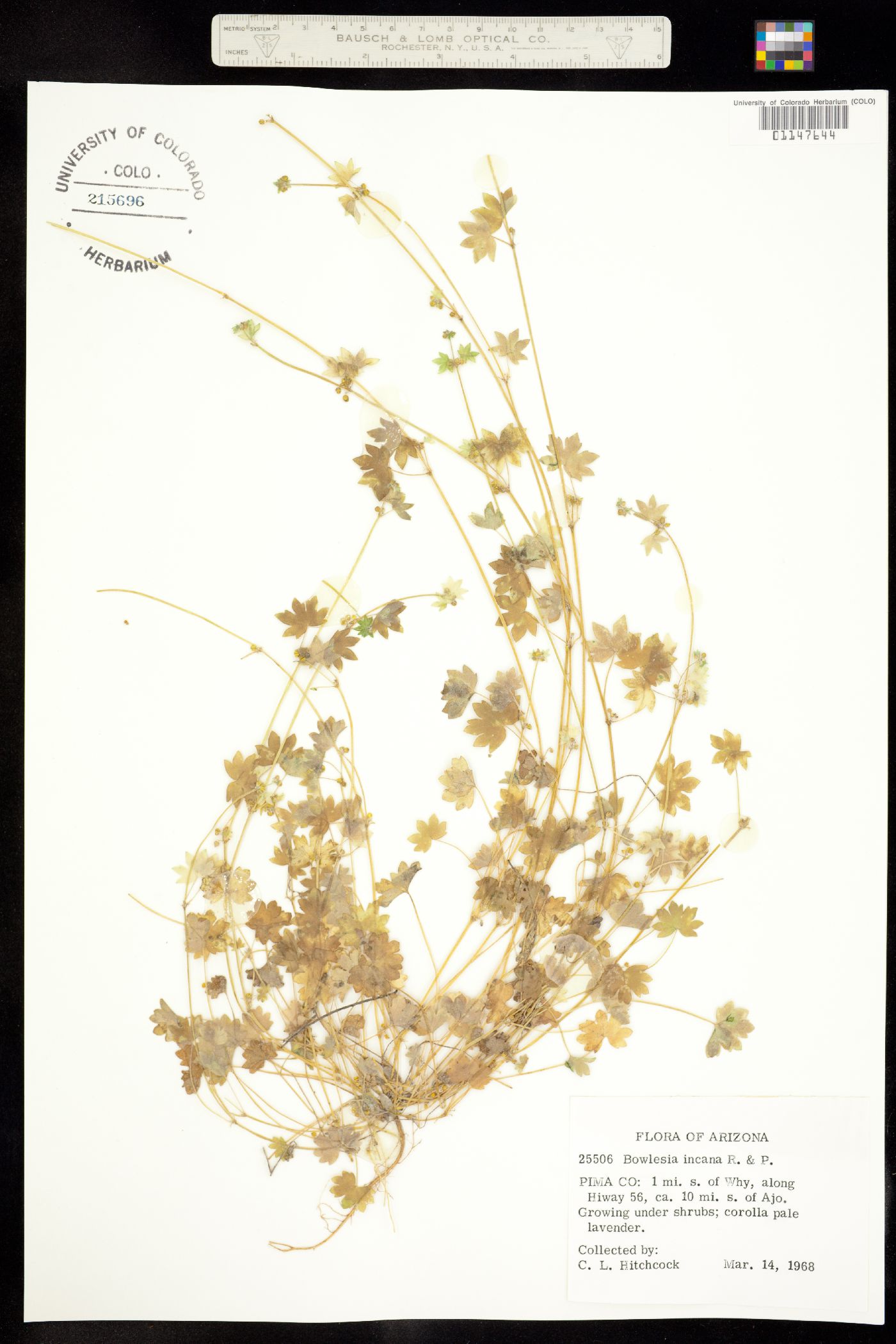 Bowlesia incana image