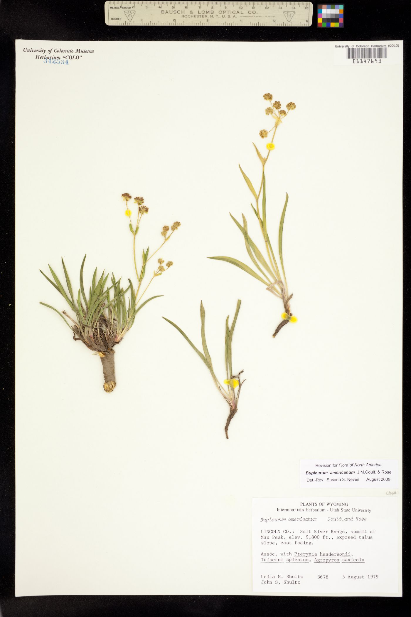 Bupleurum americanum image