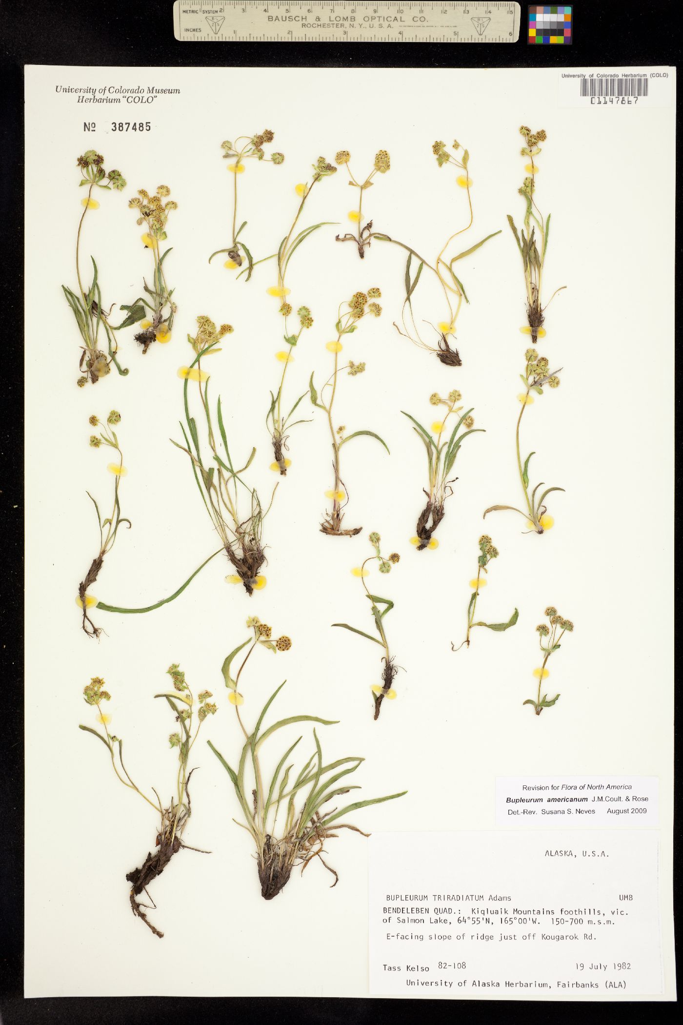 Bupleurum americanum image