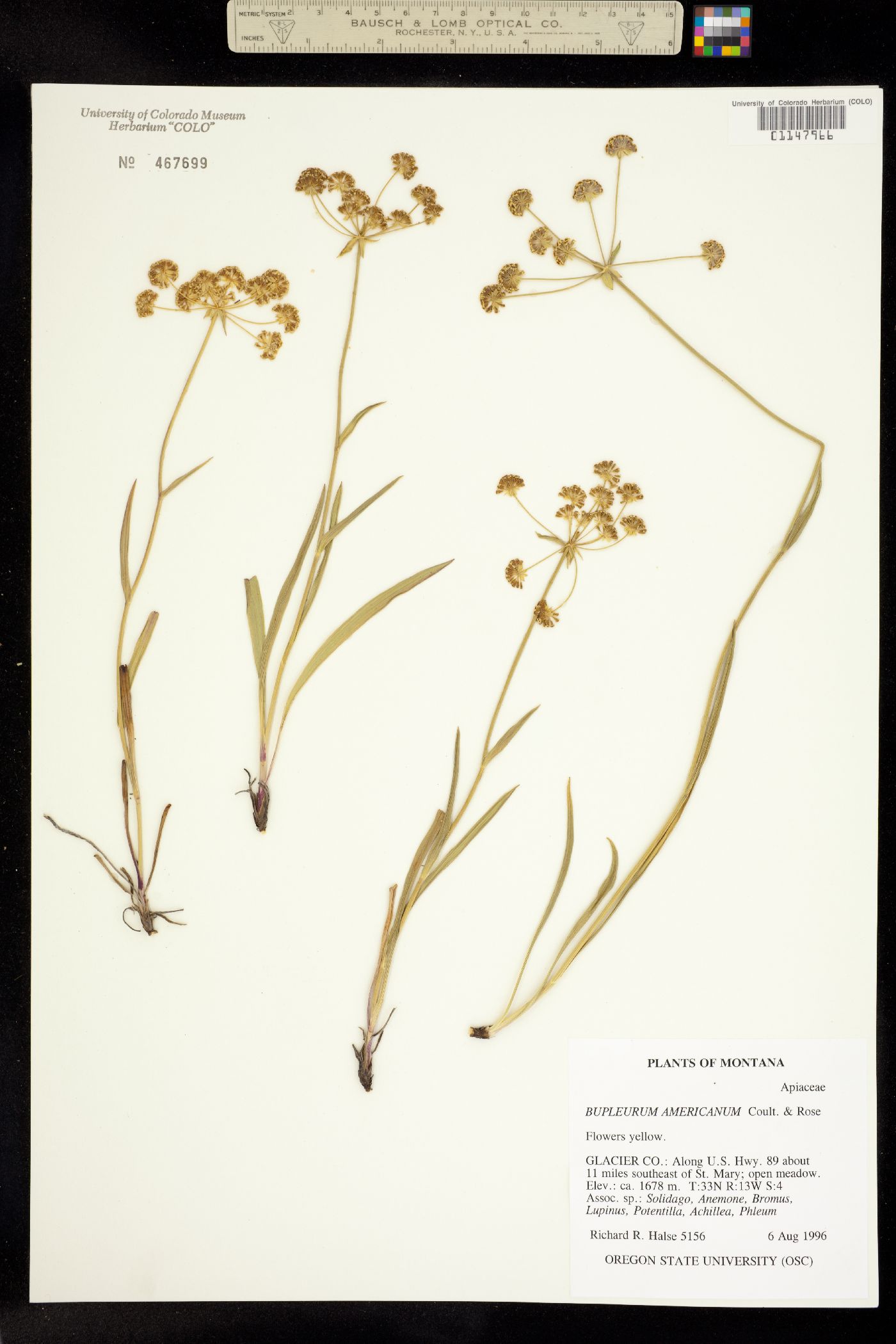 Bupleurum triradiatum image