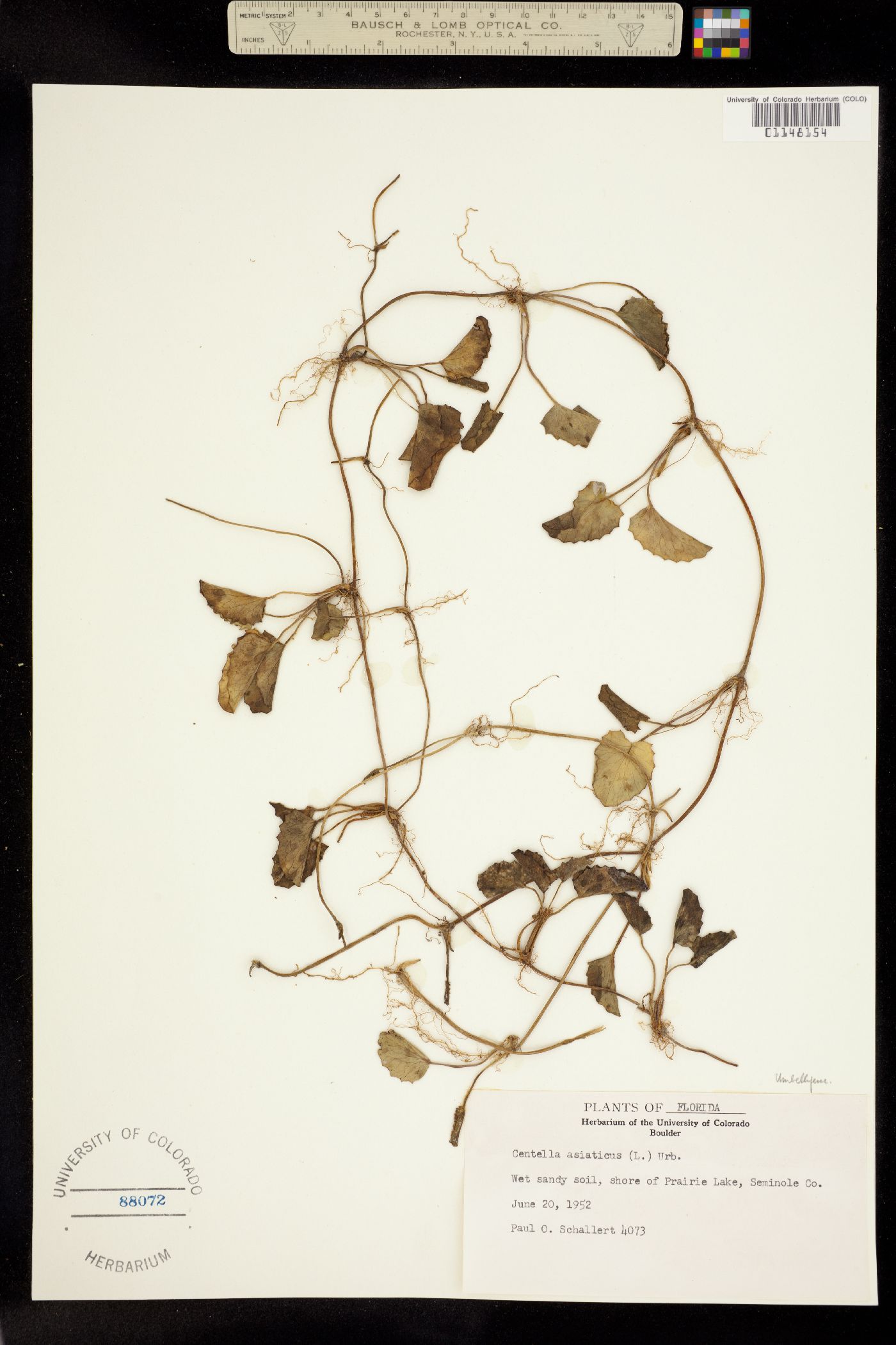 Centella asiatica image