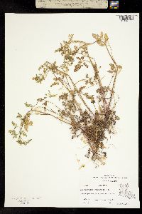 Chaerophyllum tainturieri image