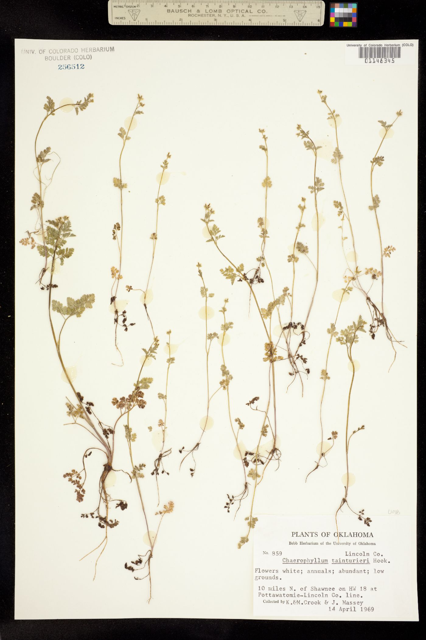Chaerophyllum tainturieri image