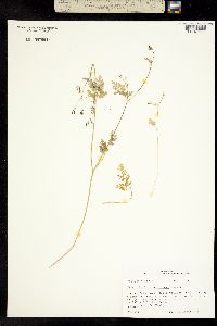 Image of Chaerophyllum tainturieri