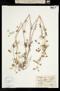 Chaerophyllum texanum image