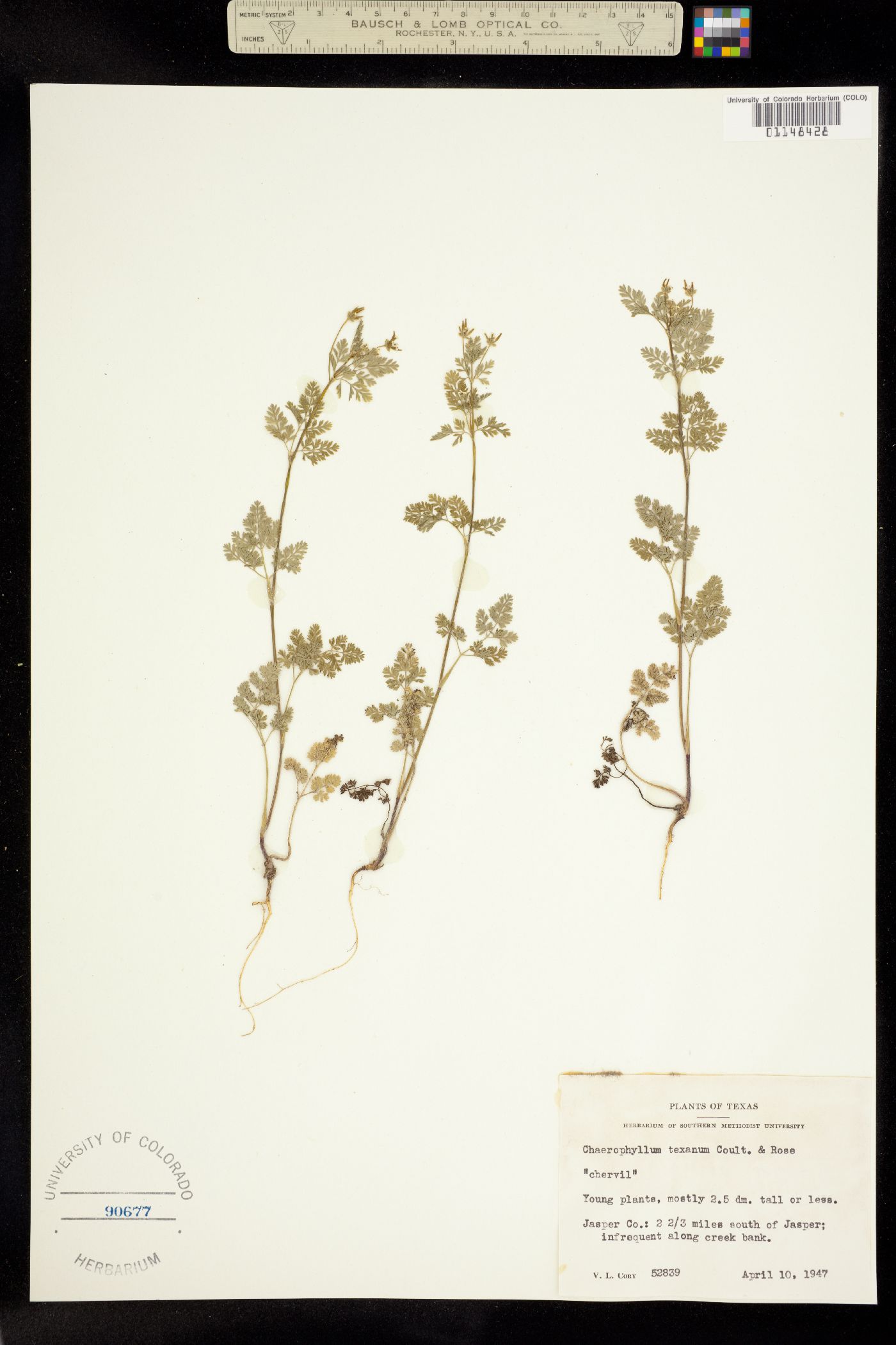 Chaerophyllum image