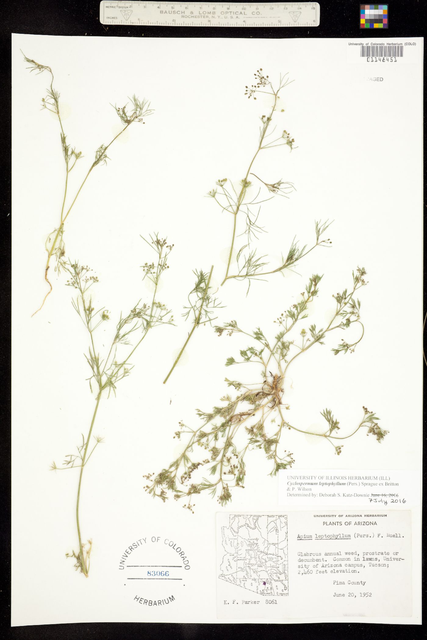 Cyclospermum leptophyllum image
