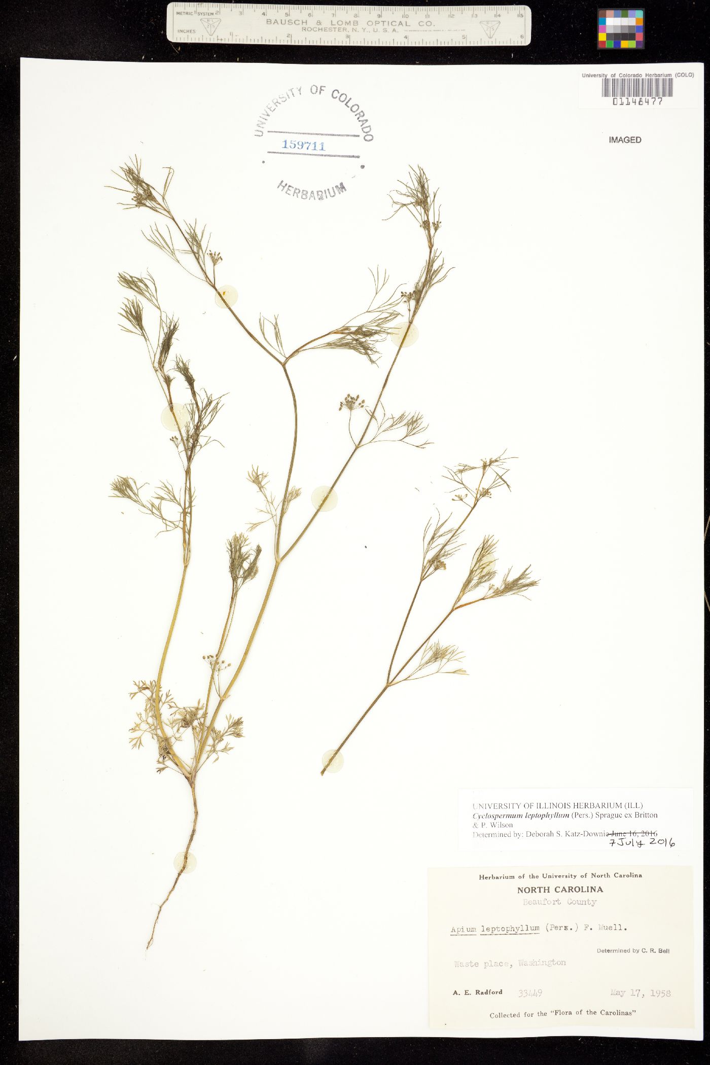 Cyclospermum leptophyllum image