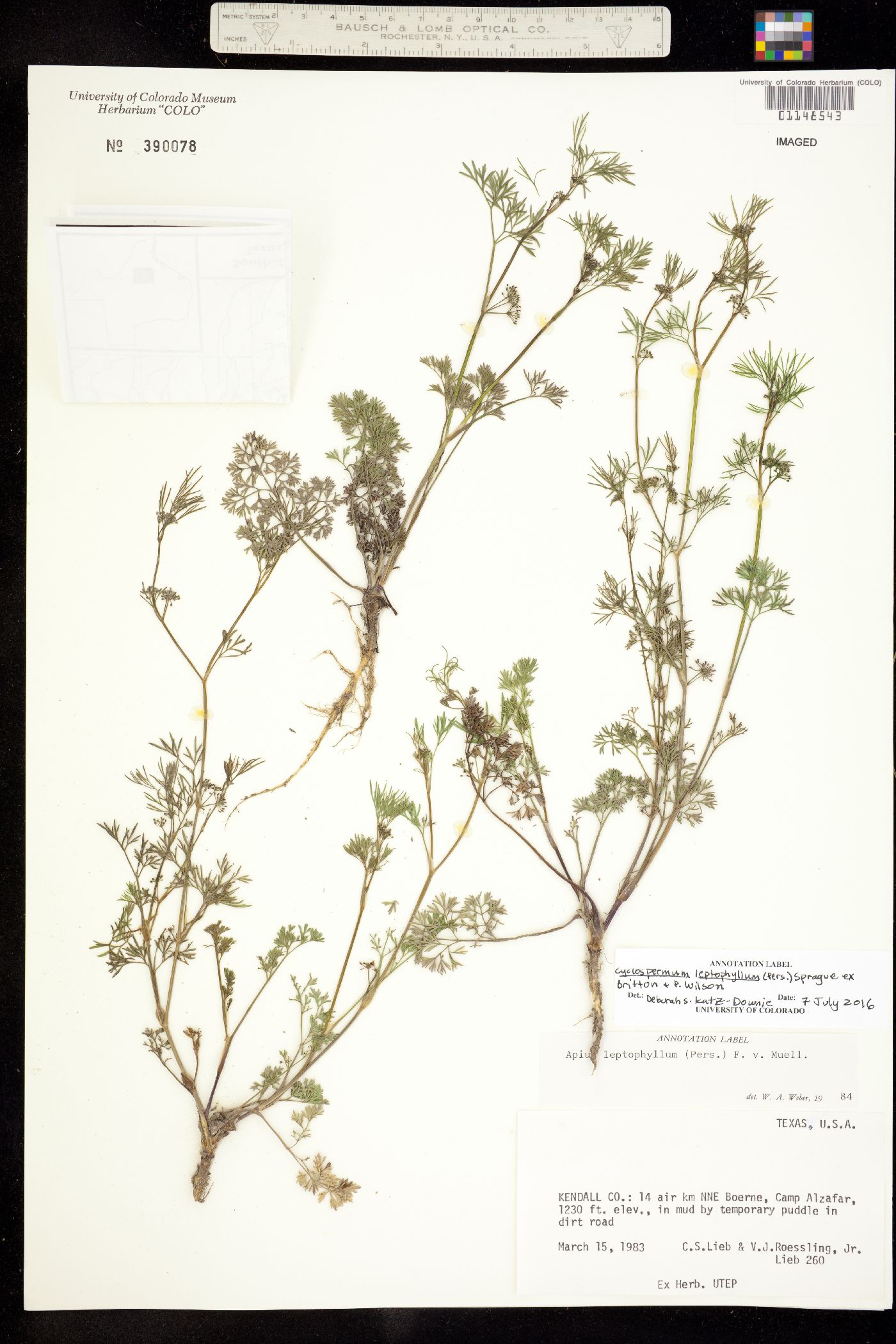Cyclospermum leptophyllum image