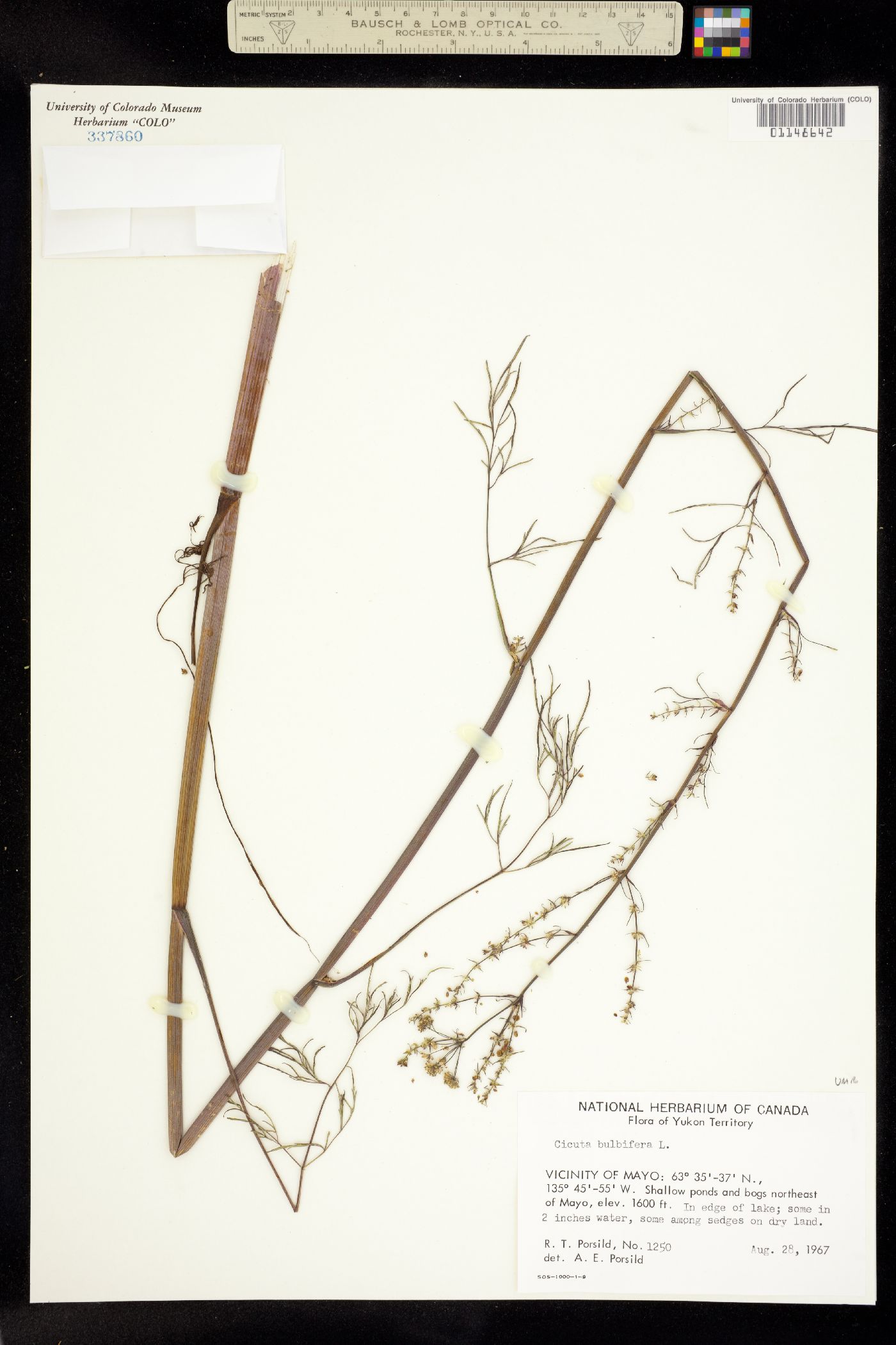 Cicuta image