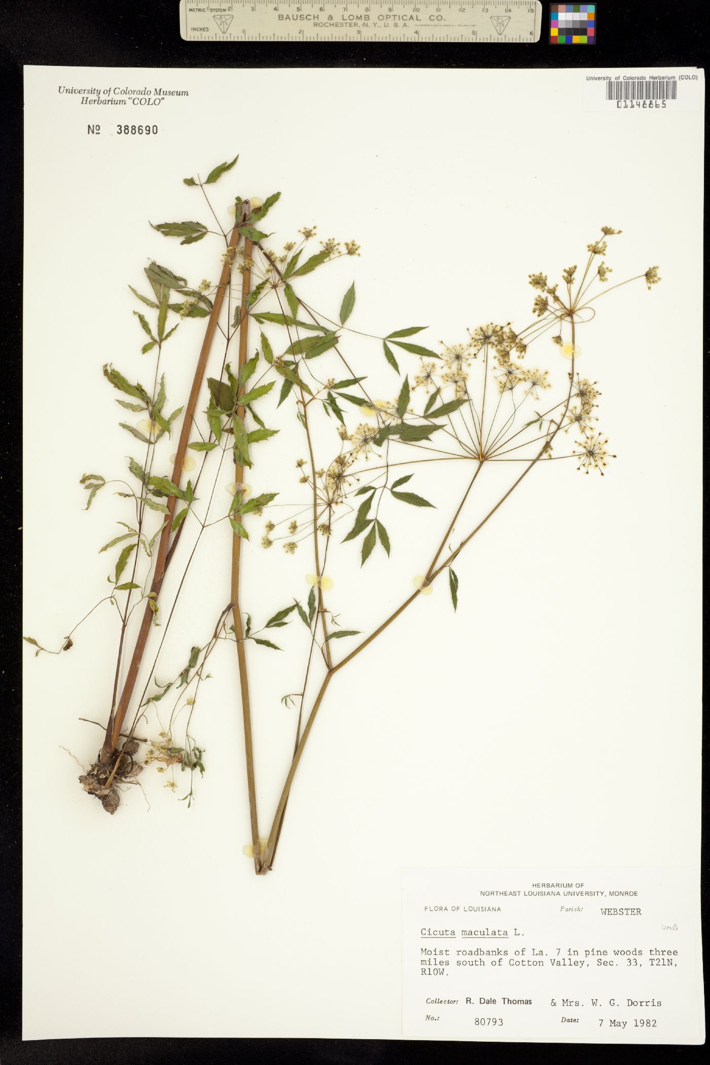 Cicuta maculata image