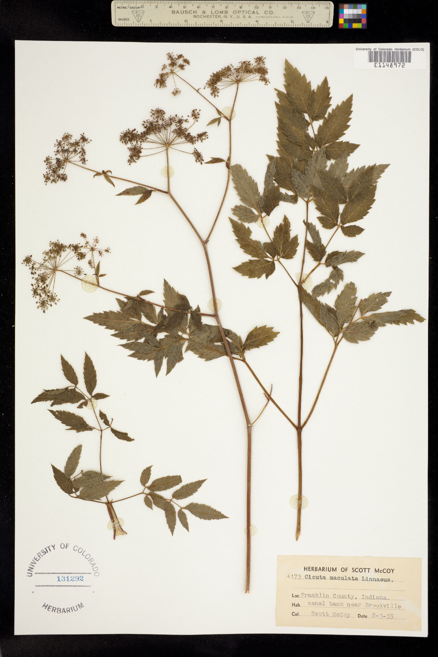 Cicuta maculata image