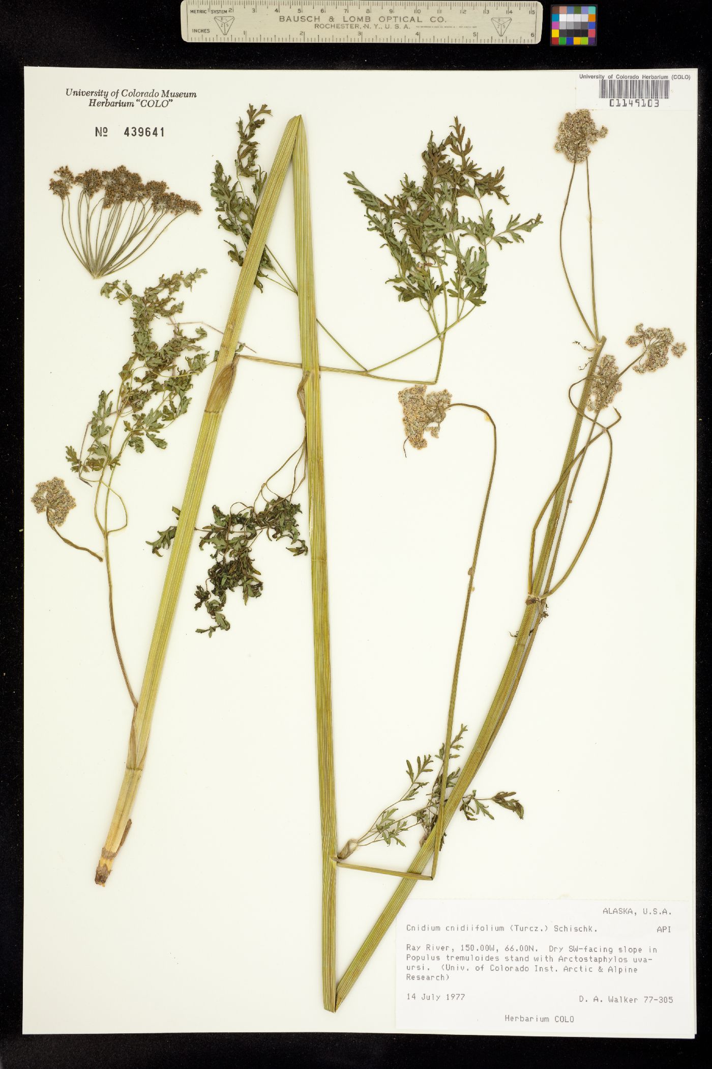 Cnidium cnidiifolium image