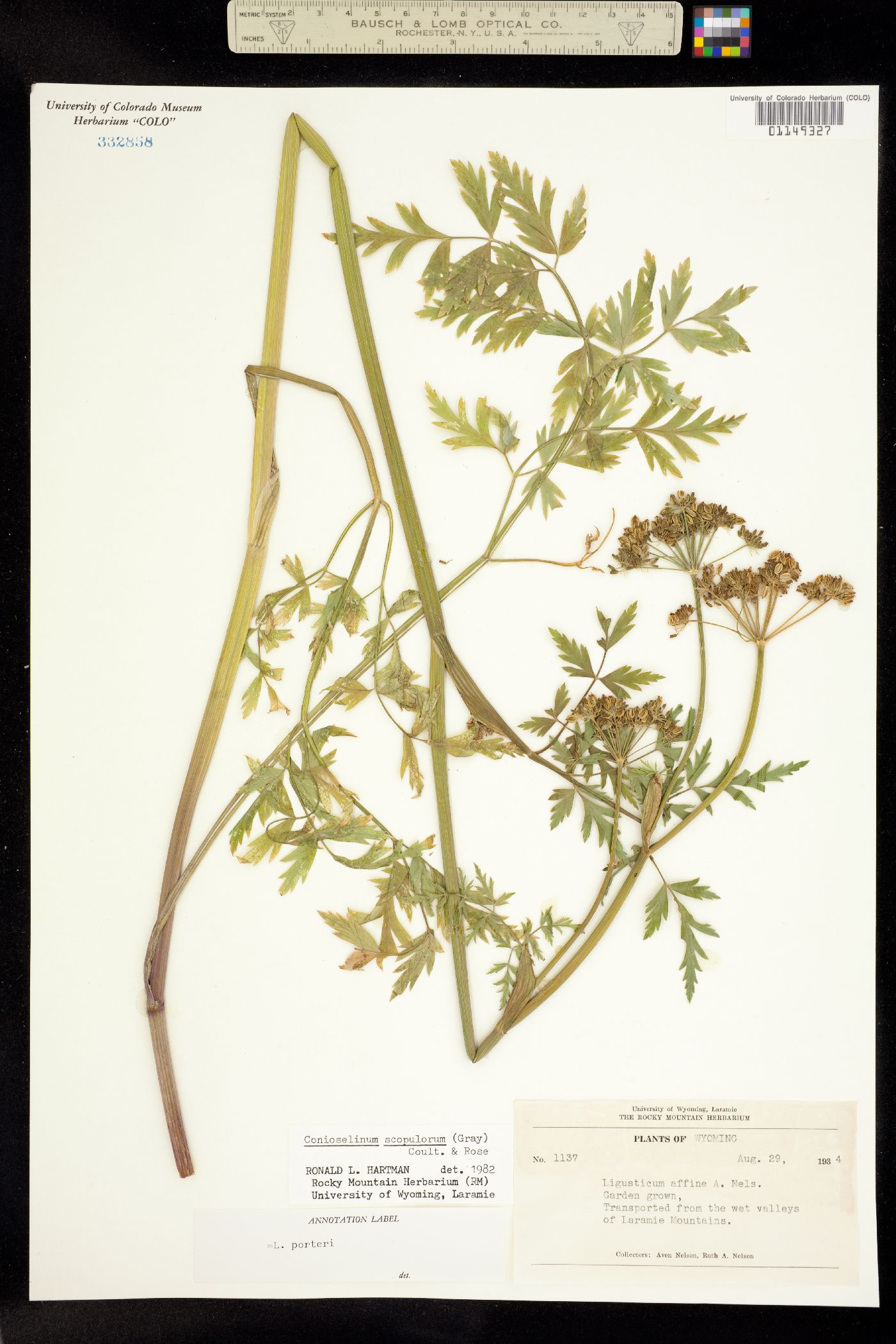 Conioselinum scopulorum image