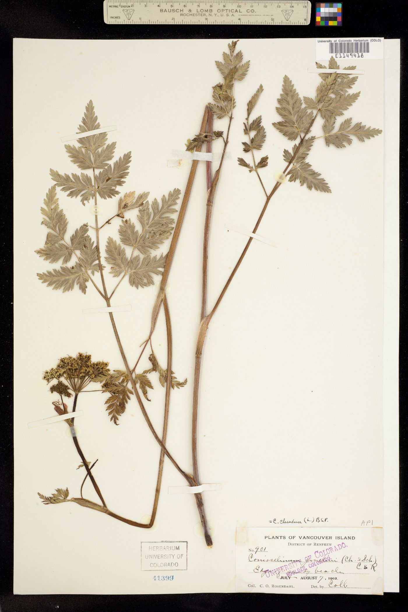Conioselinum gmelinii image