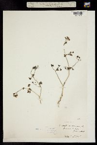 Image of Coriandrum sativum
