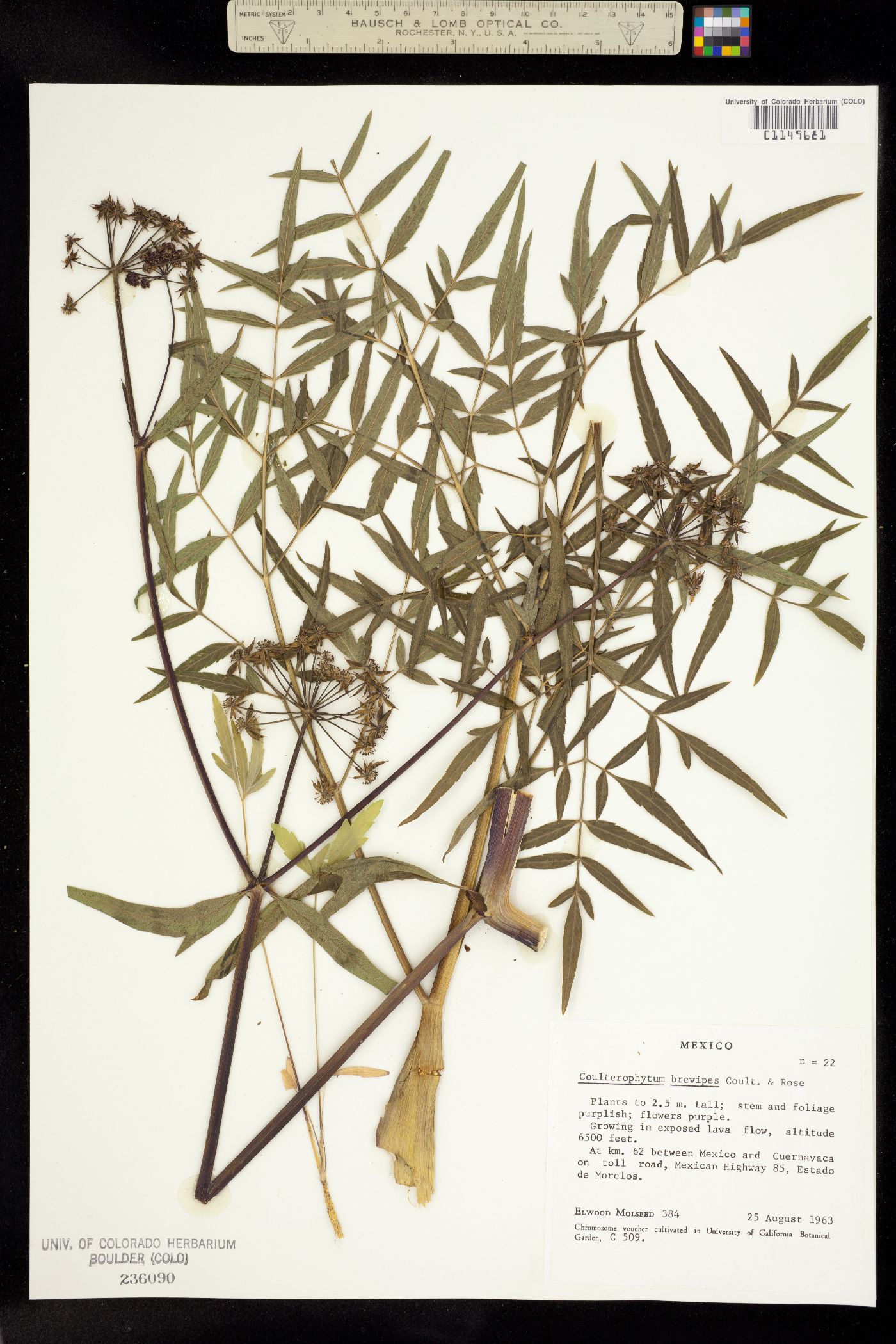 Arracacia quadrifida image