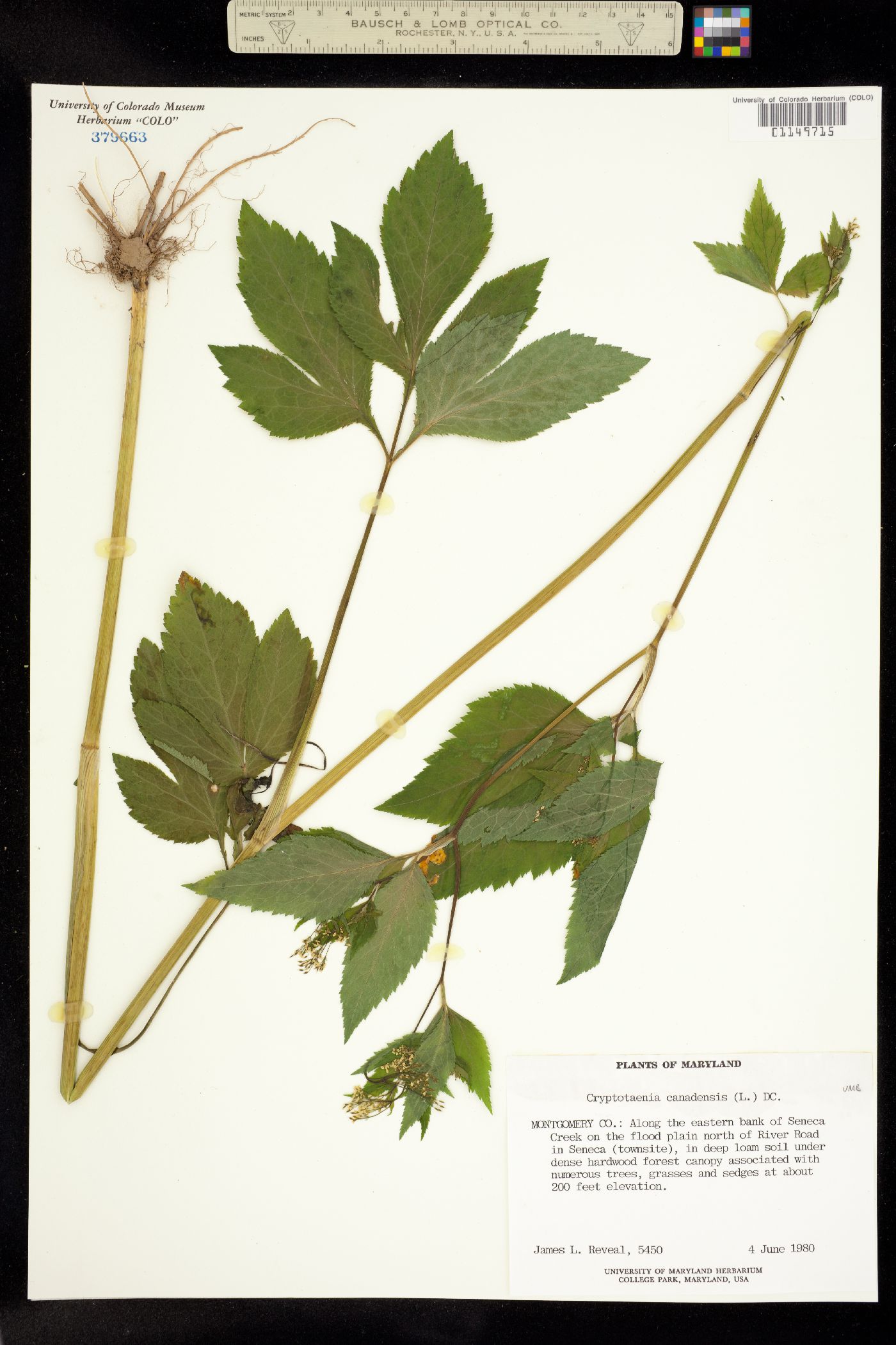 Cryptotaenia canadensis image